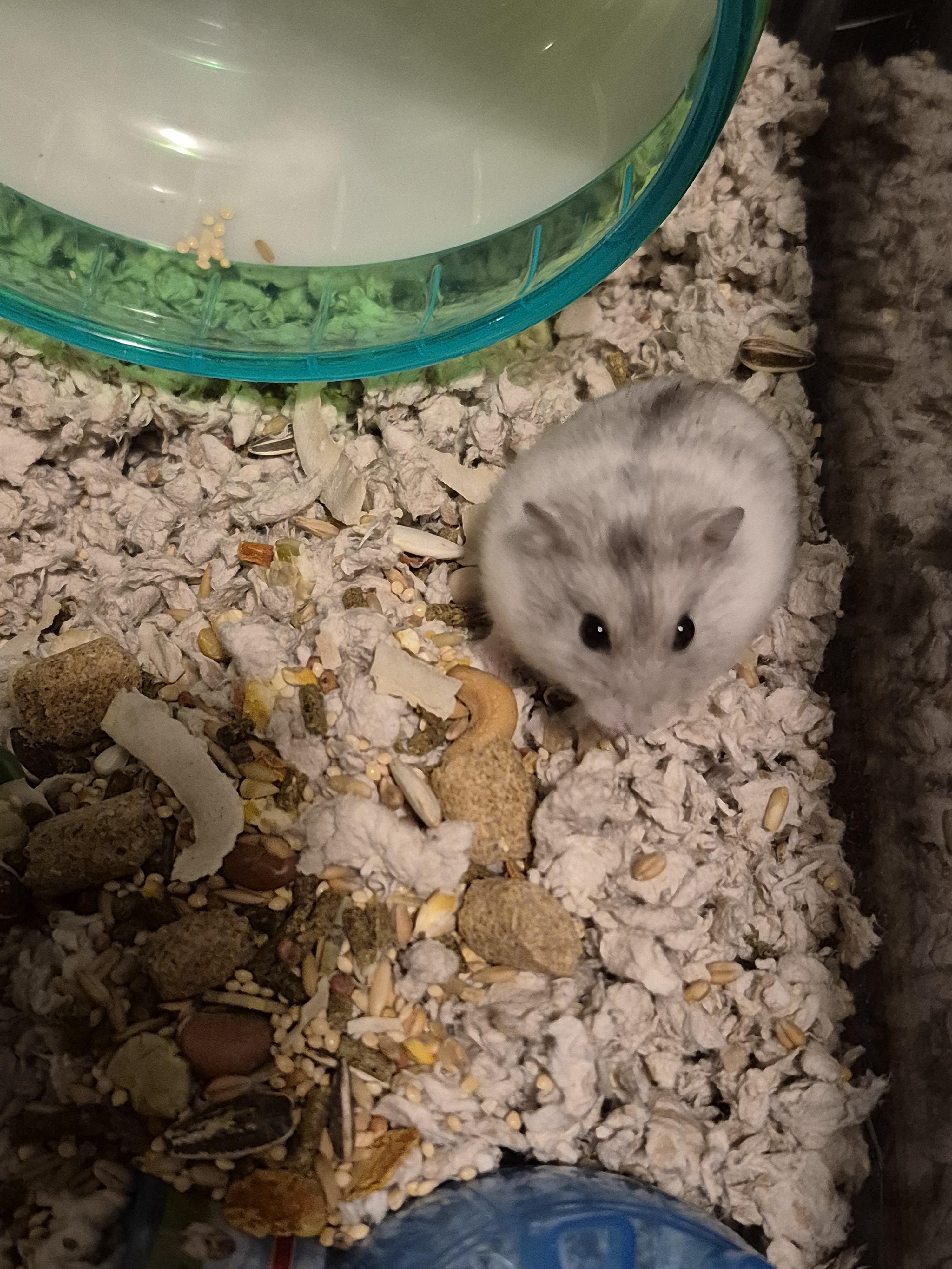 Michael Brody, Adoptable, Adult Male Dwarf Hamster & Hamster.