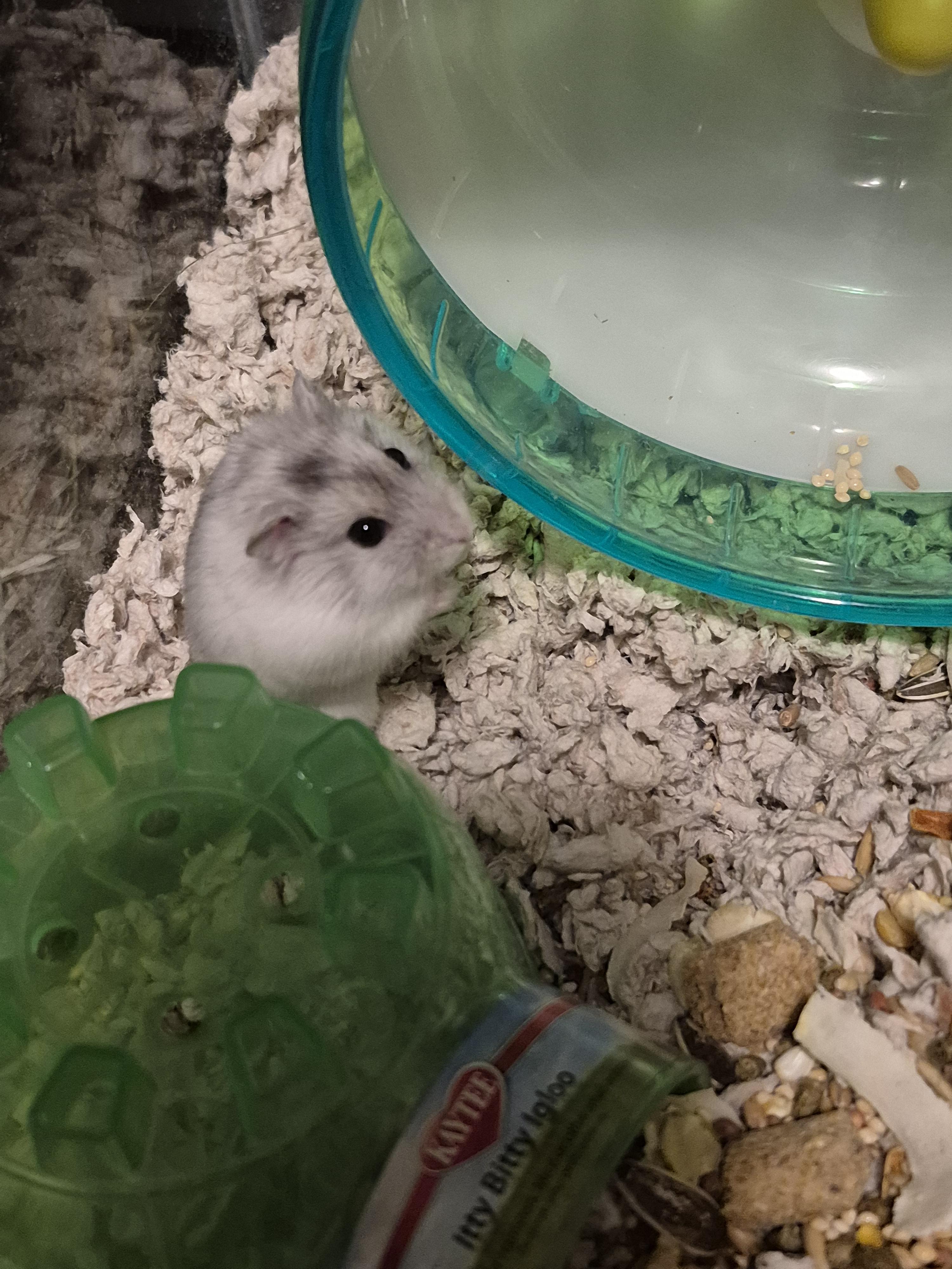 Michael Brody, a Adoptable mixed breed in Deerfield, NH image 2/3