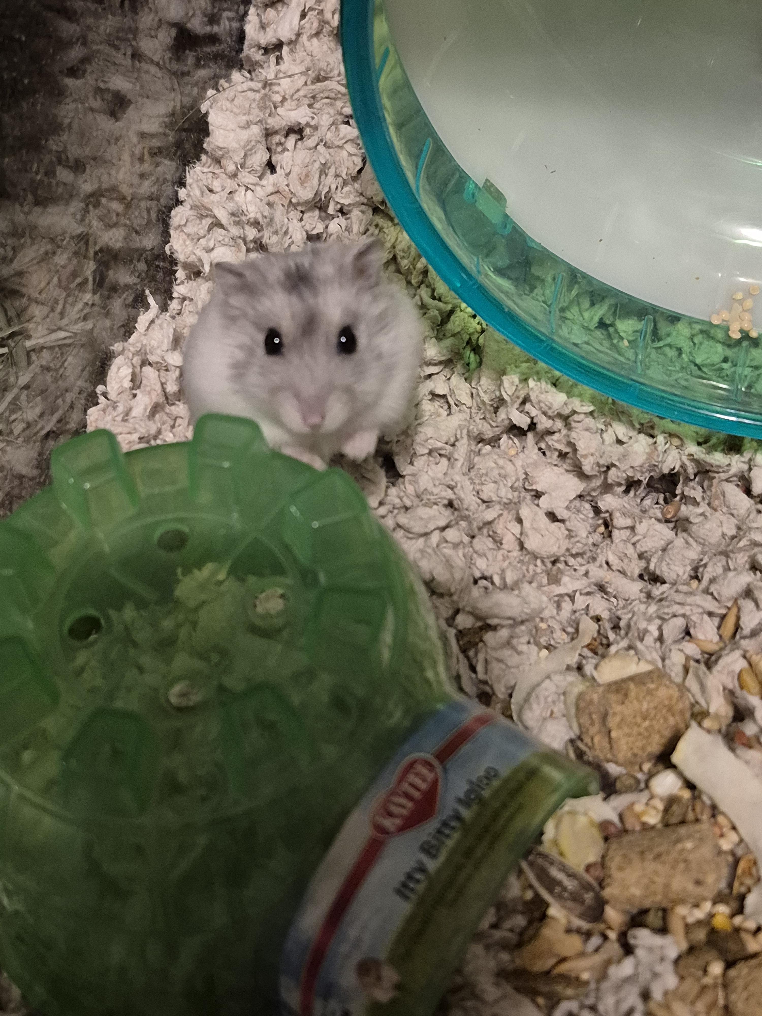 Michael Brody, a Adoptable mixed breed in Deerfield, NH image 3/3