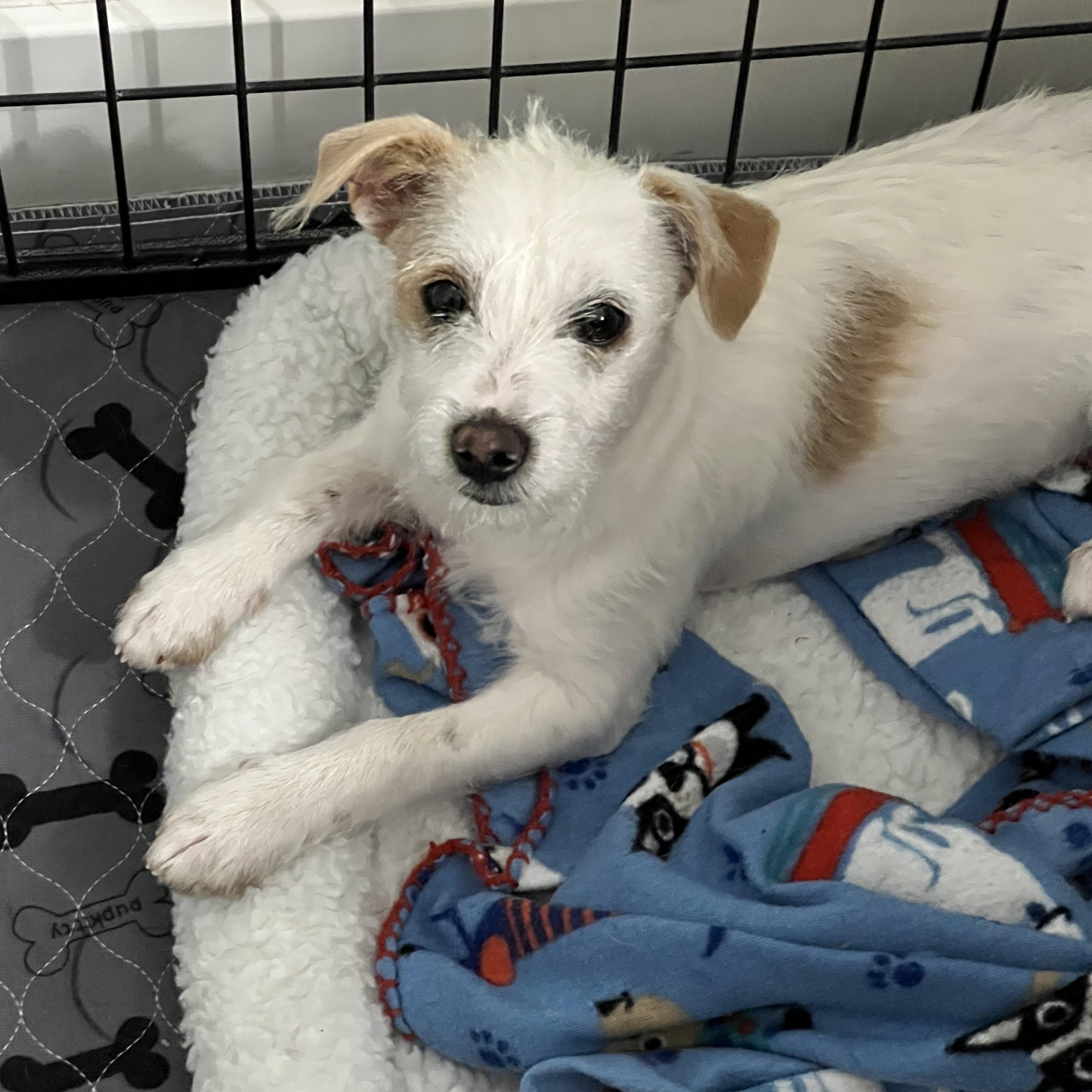 Luigi, Adoptable, Puppy Male Norfolk Terrier & Poodle.