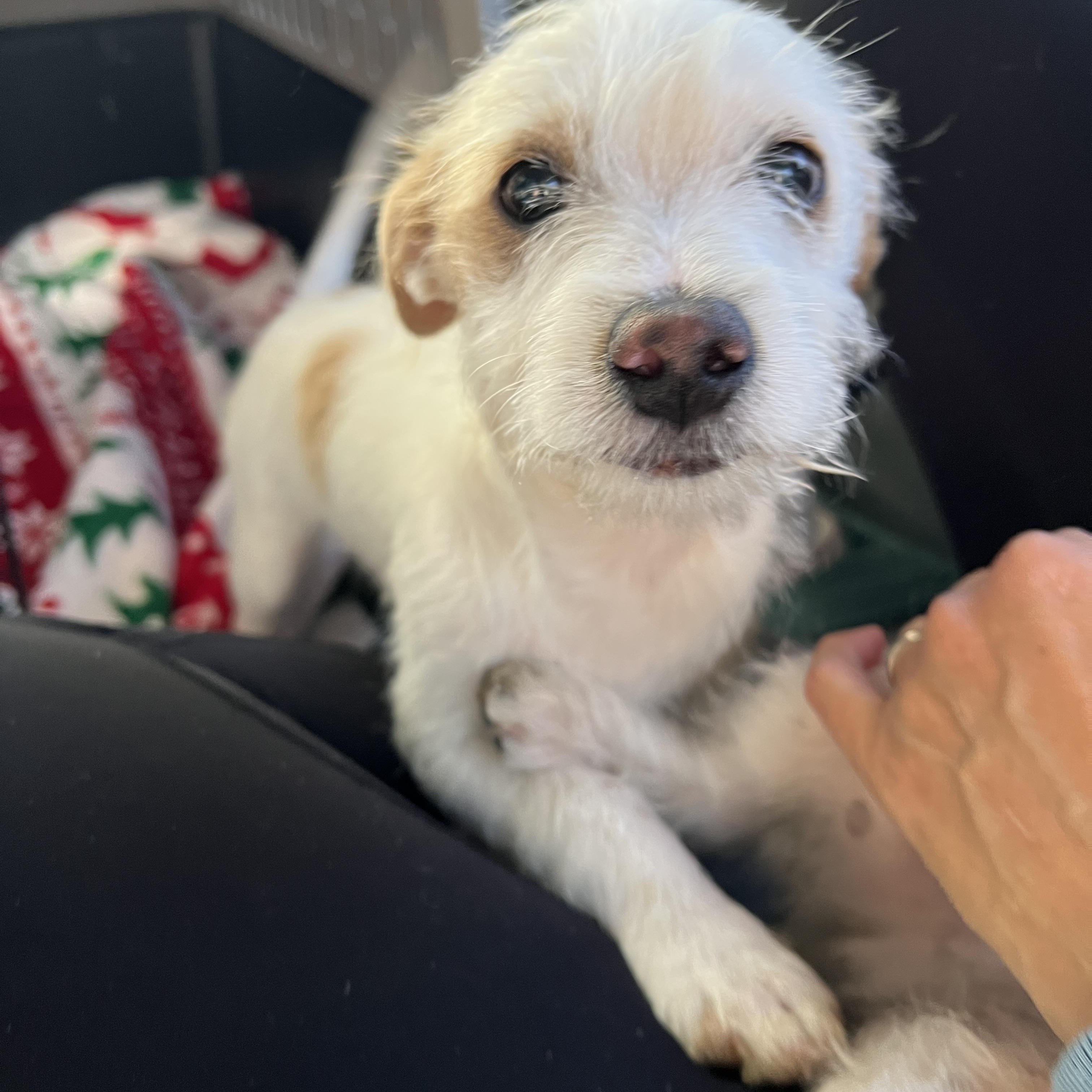 Luigi, a Adoptable mixed breed in Phoenix, AZ image 2/4