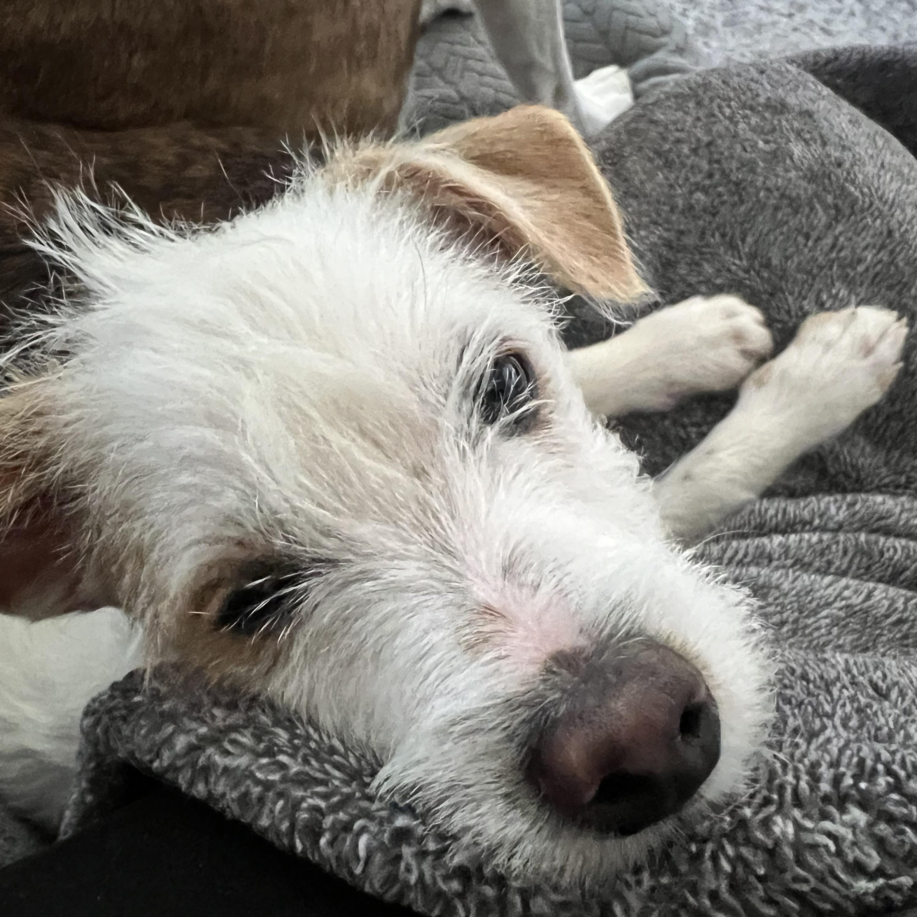 Luigi, a Adoptable mixed breed in Phoenix, AZ image 4/4