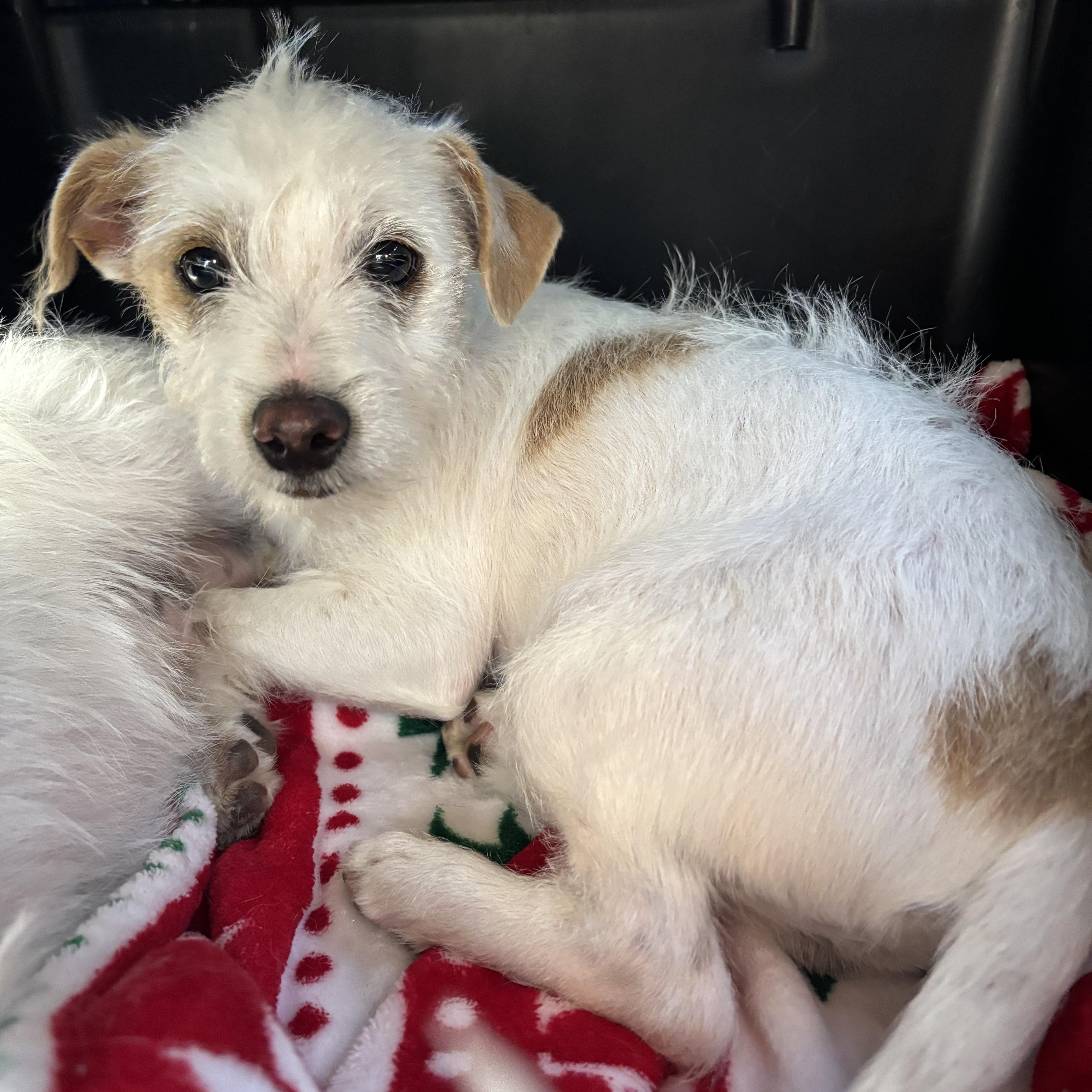 Luigi, a Adoptable mixed breed in Phoenix, AZ image 3/4