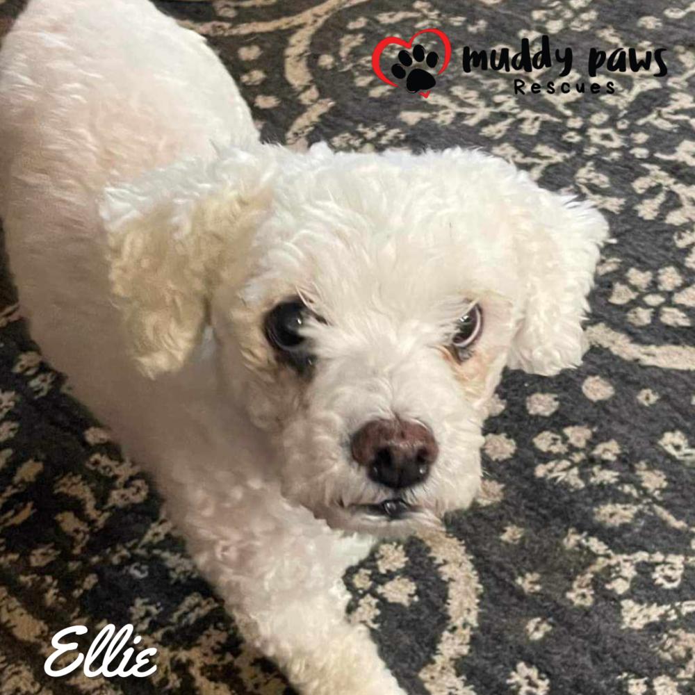 Ellie, a Adoptable mixed breed in Council Bluffs, IA image 1/5