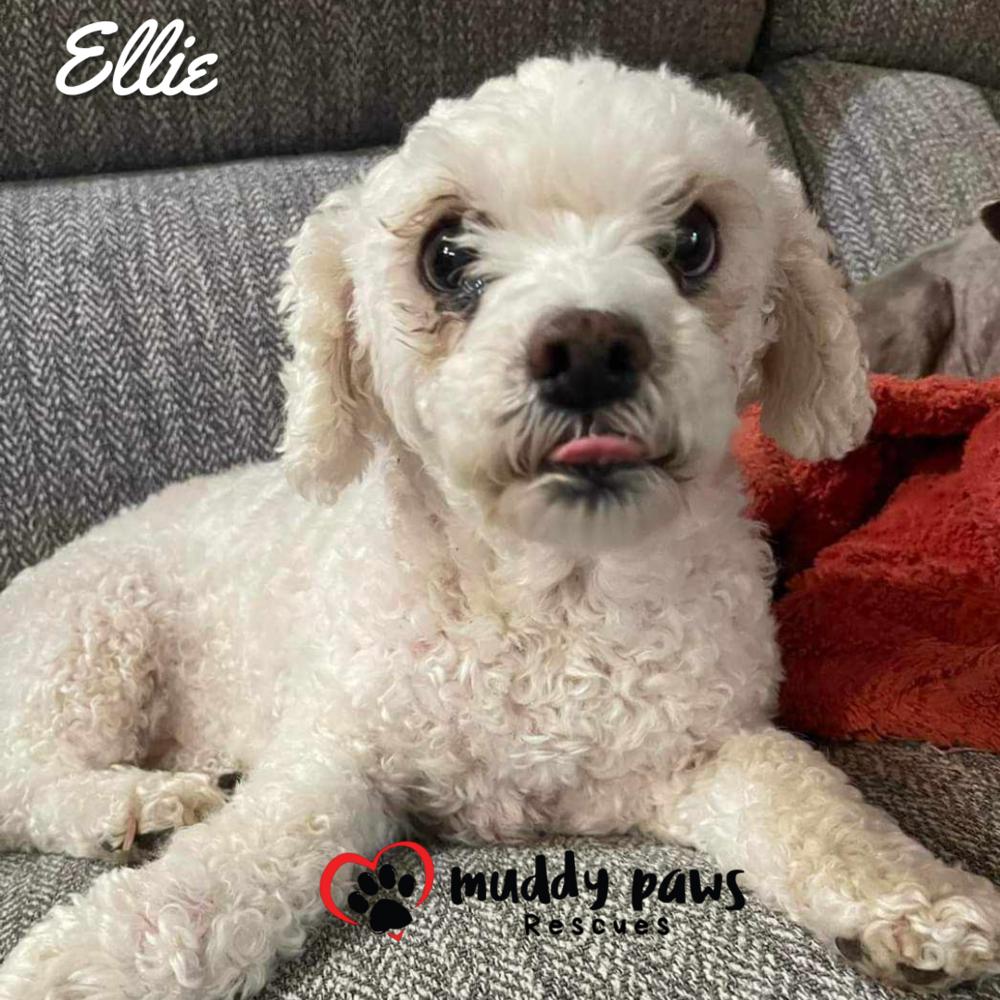 Ellie, a Adoptable mixed breed in Council Bluffs, IA image 2/5