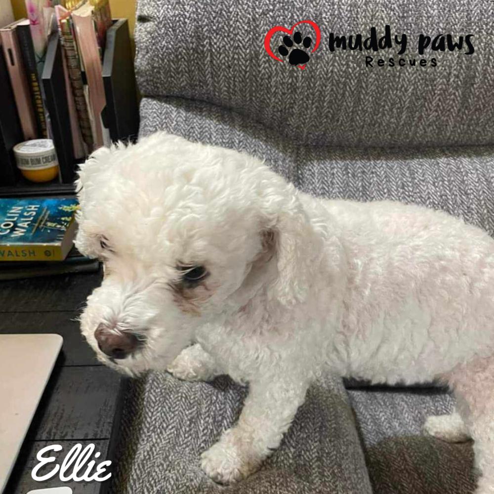 Ellie, a Adoptable mixed breed in Council Bluffs, IA image 3/5