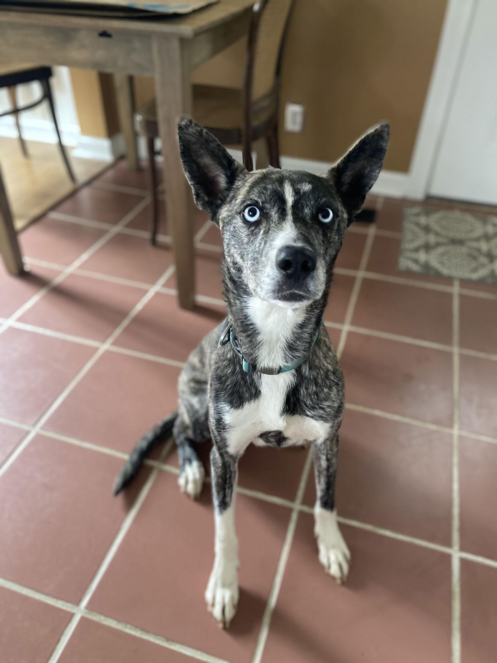 Enlarge Dasher, a Adoptable mixed breed in Cumming, GA image 2/3