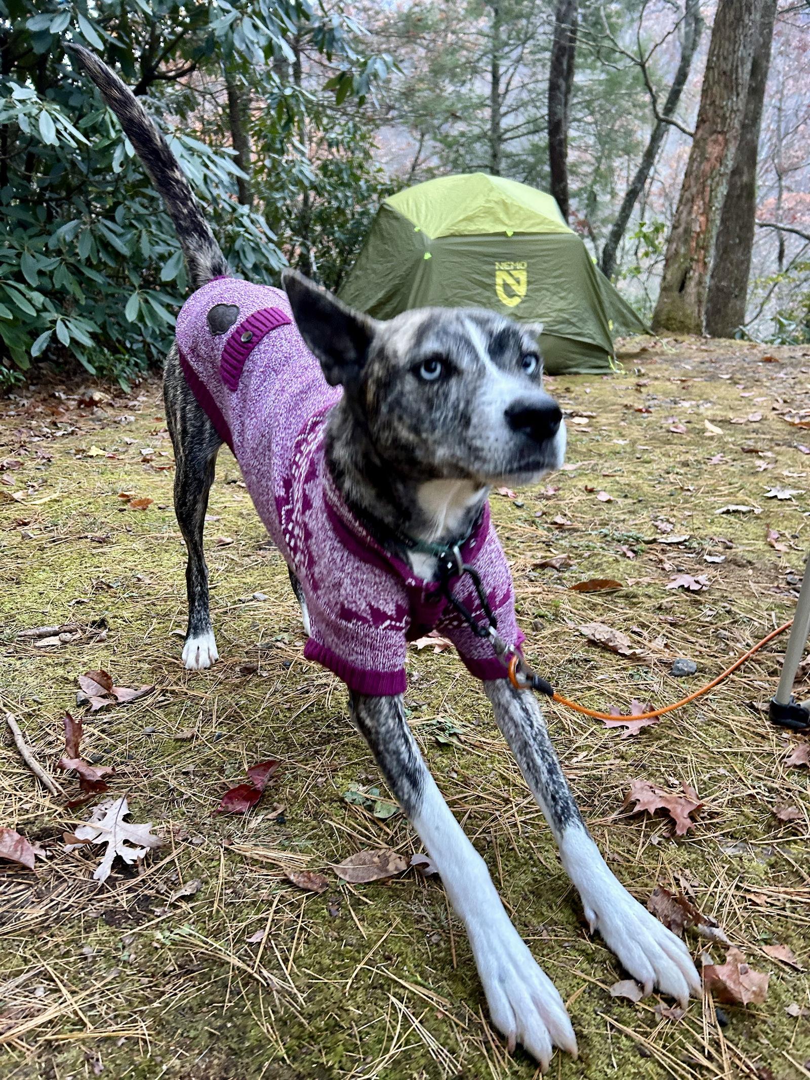 Enlarge Dasher, a Adoptable mixed breed in Cumming, GA image 3/3