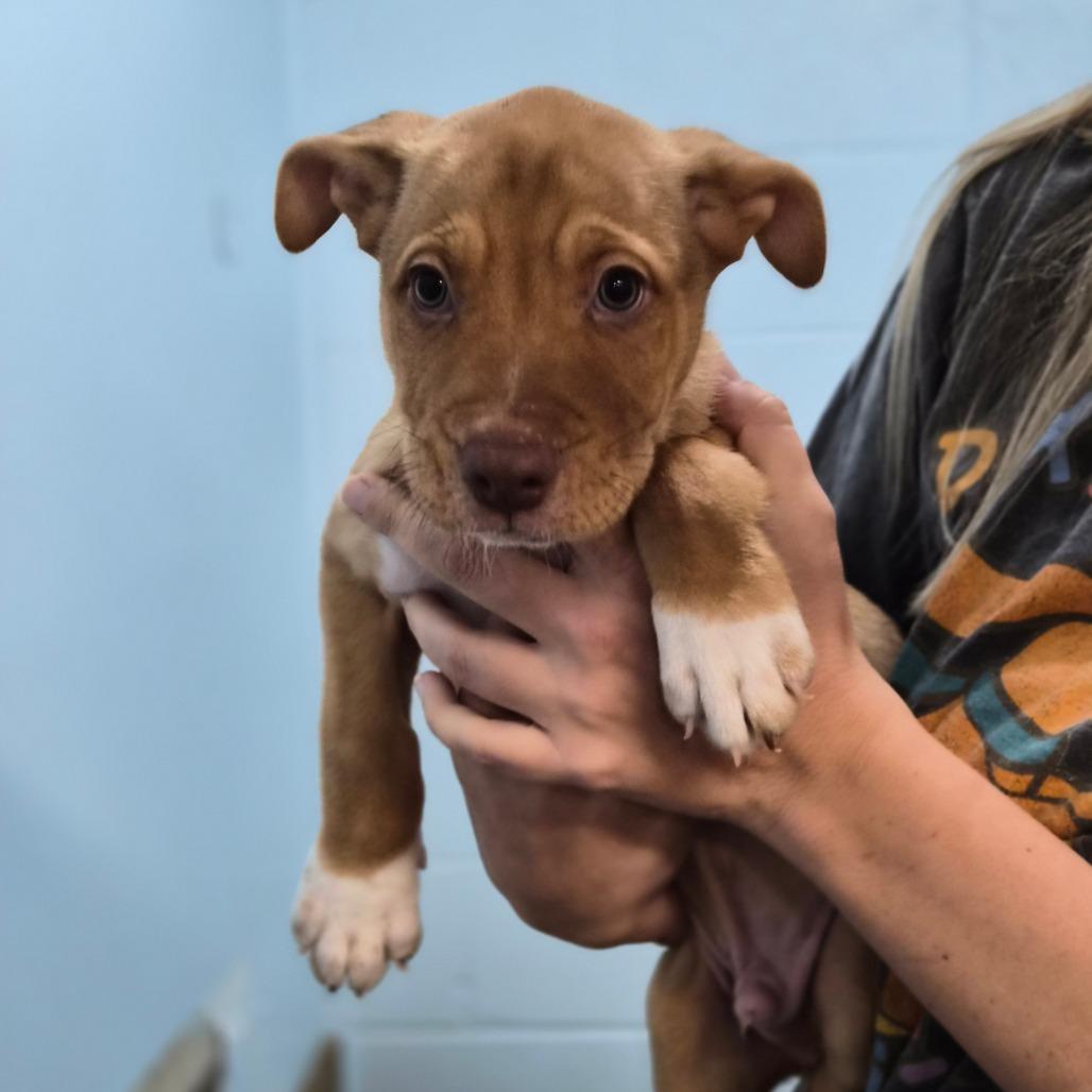 Lightning, Adoptable, Puppy Male Australian Kelpie & Shepherd.