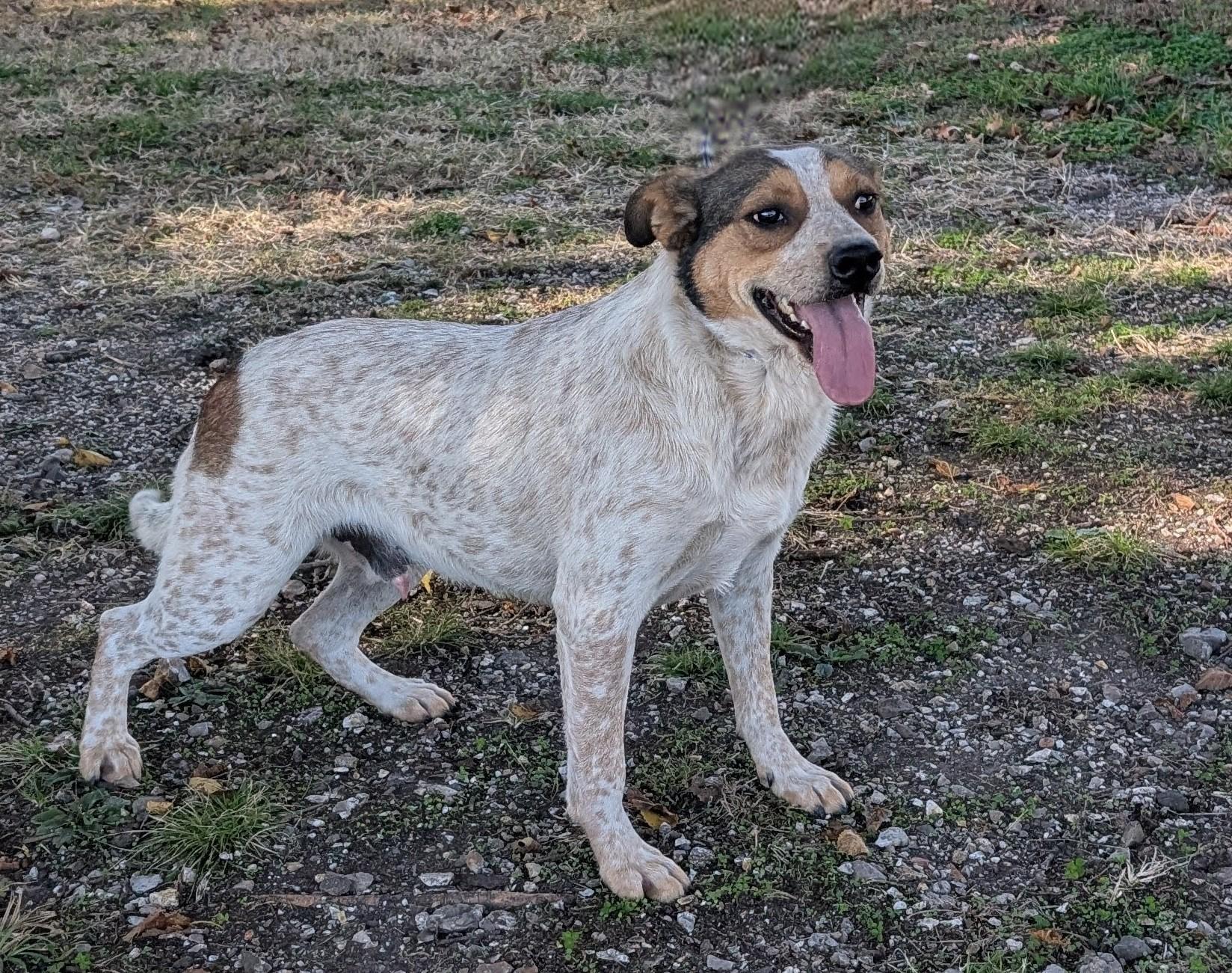 Oakley, Adoptable, Young Male Australian Cattle Dog / Blue Heeler.