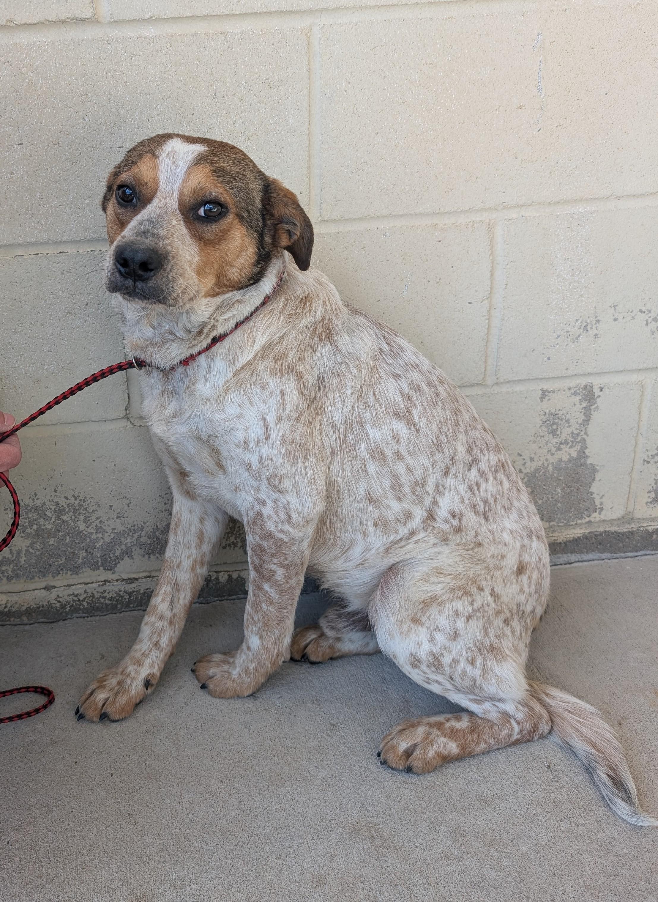 Oakley, Young Male Australian Cattle Dog / Blue Heeler