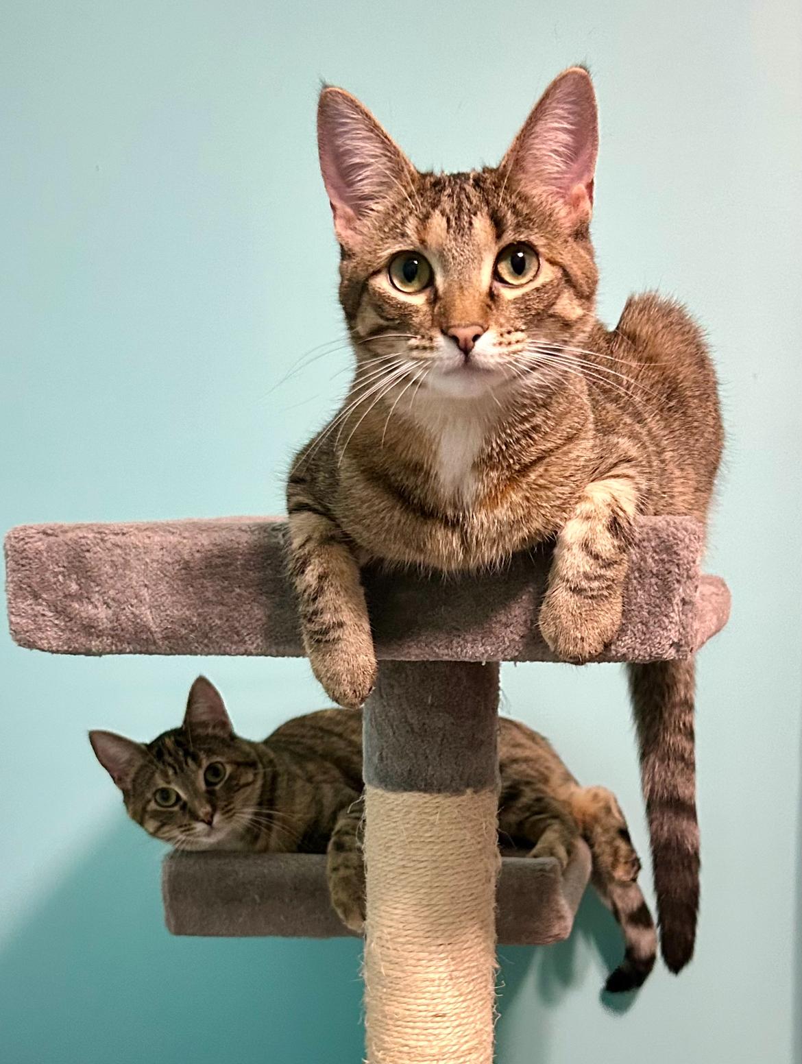 Country Crock, a Adoptable Domestic Short Hair in Decatur, IL image 1/6