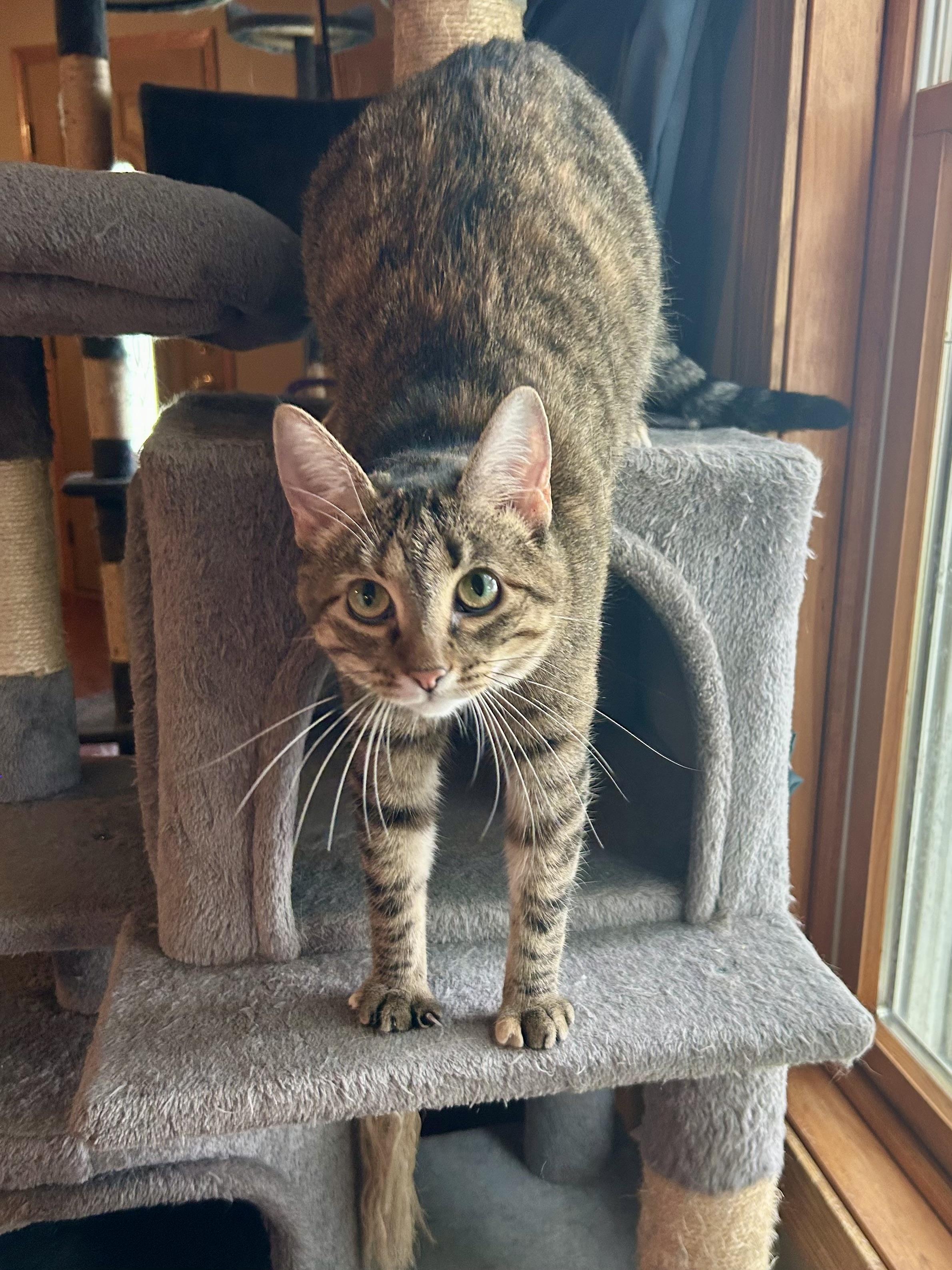 Country Crock, a Adoptable Domestic Short Hair in Decatur, IL image 2/6