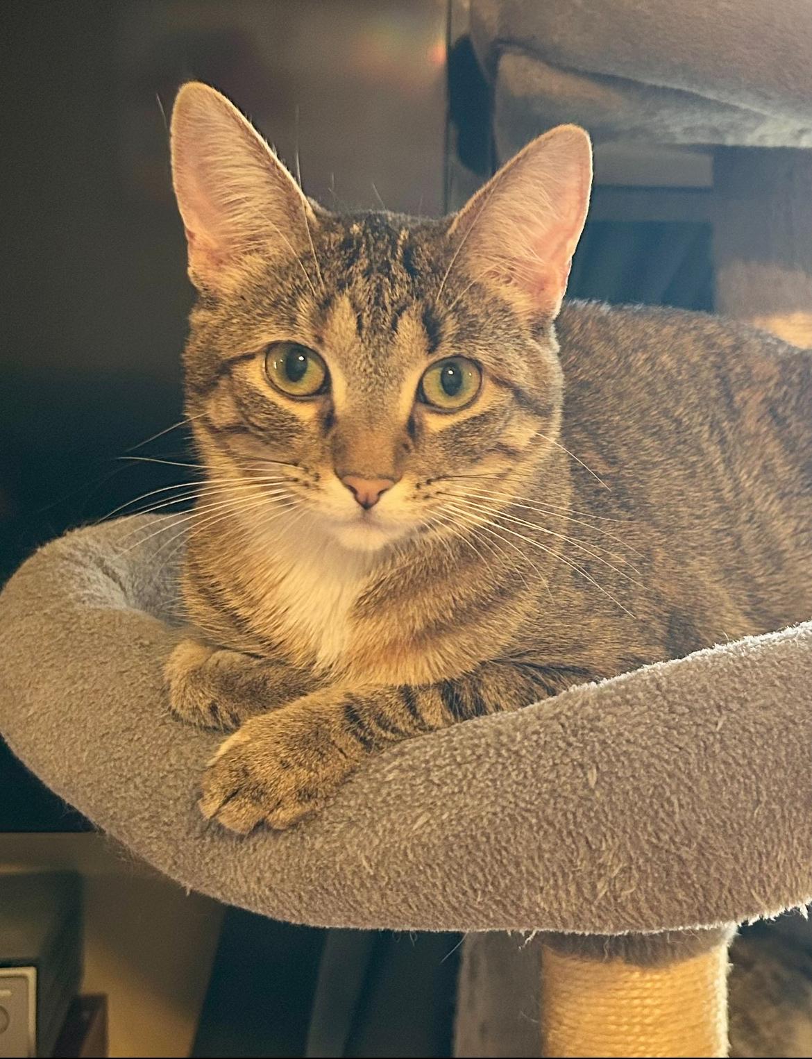 Country Crock, a Adoptable Domestic Short Hair in Decatur, IL image 3/6