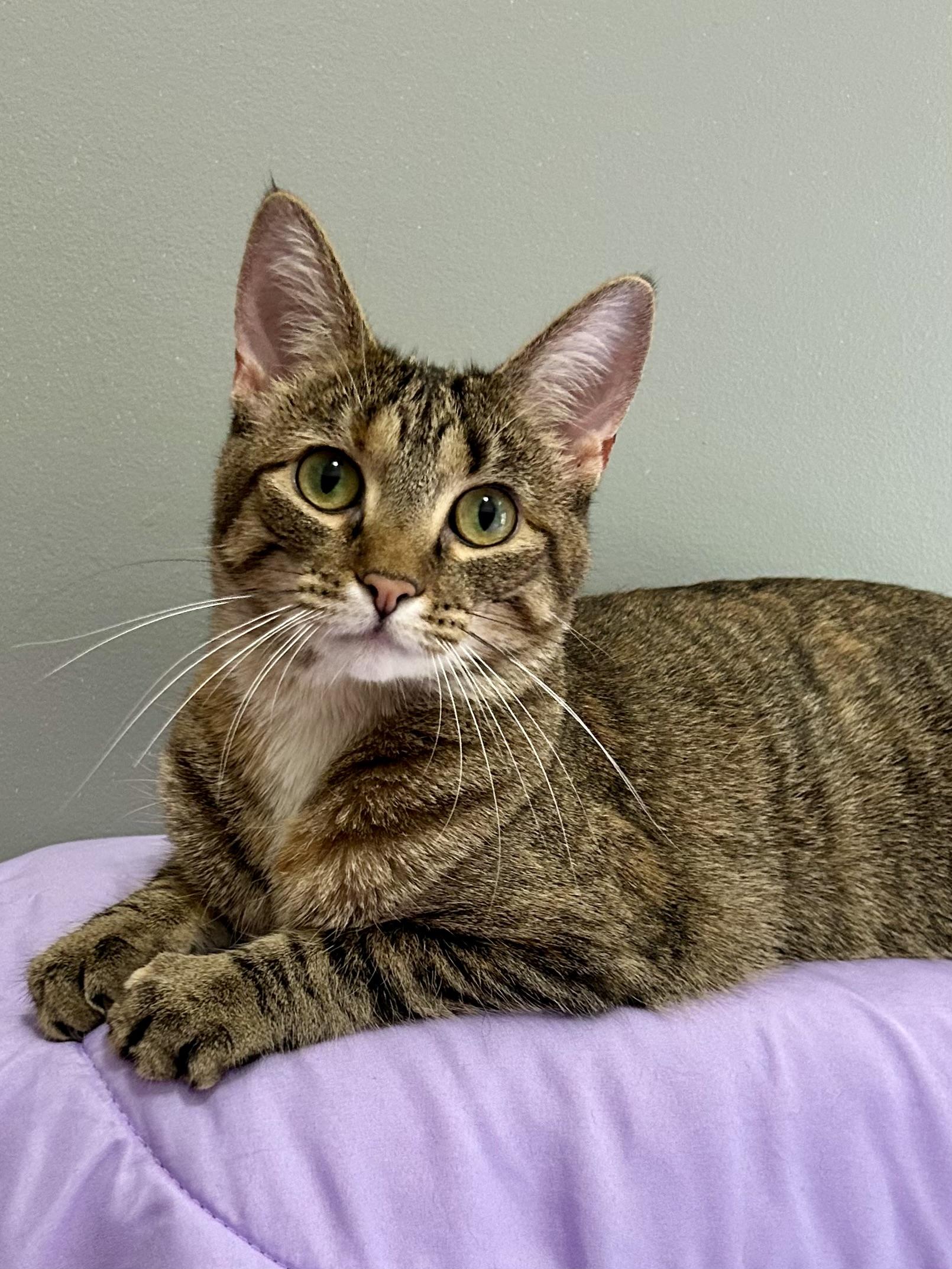 Country Crock, a Adoptable Domestic Short Hair in Decatur, IL image 4/6