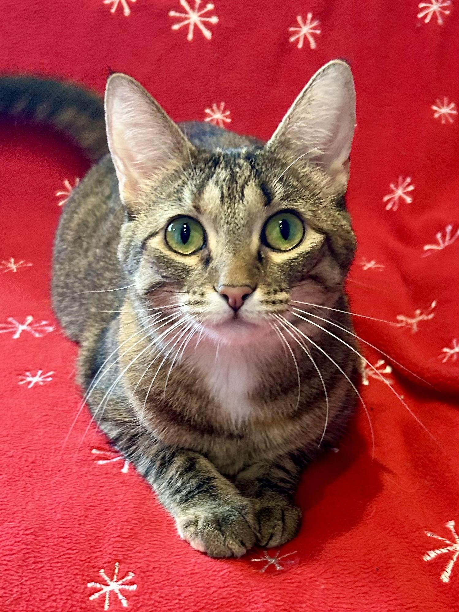 Country Crock, Adoptable, Adult Female Domestic Short Hair.