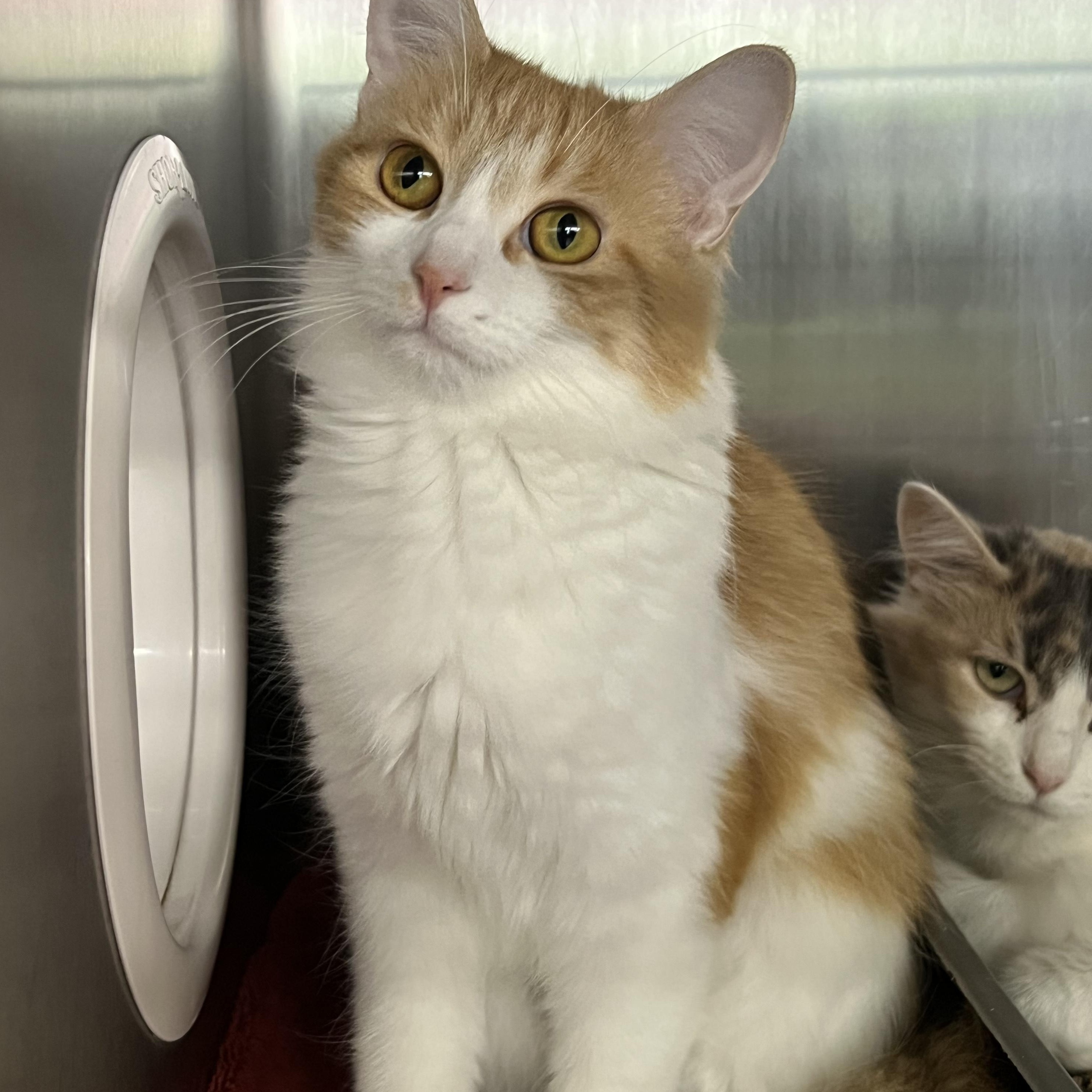 Enlarge Trixie, an adopted mixed breed in Mount Pleasant, MI image 1/2