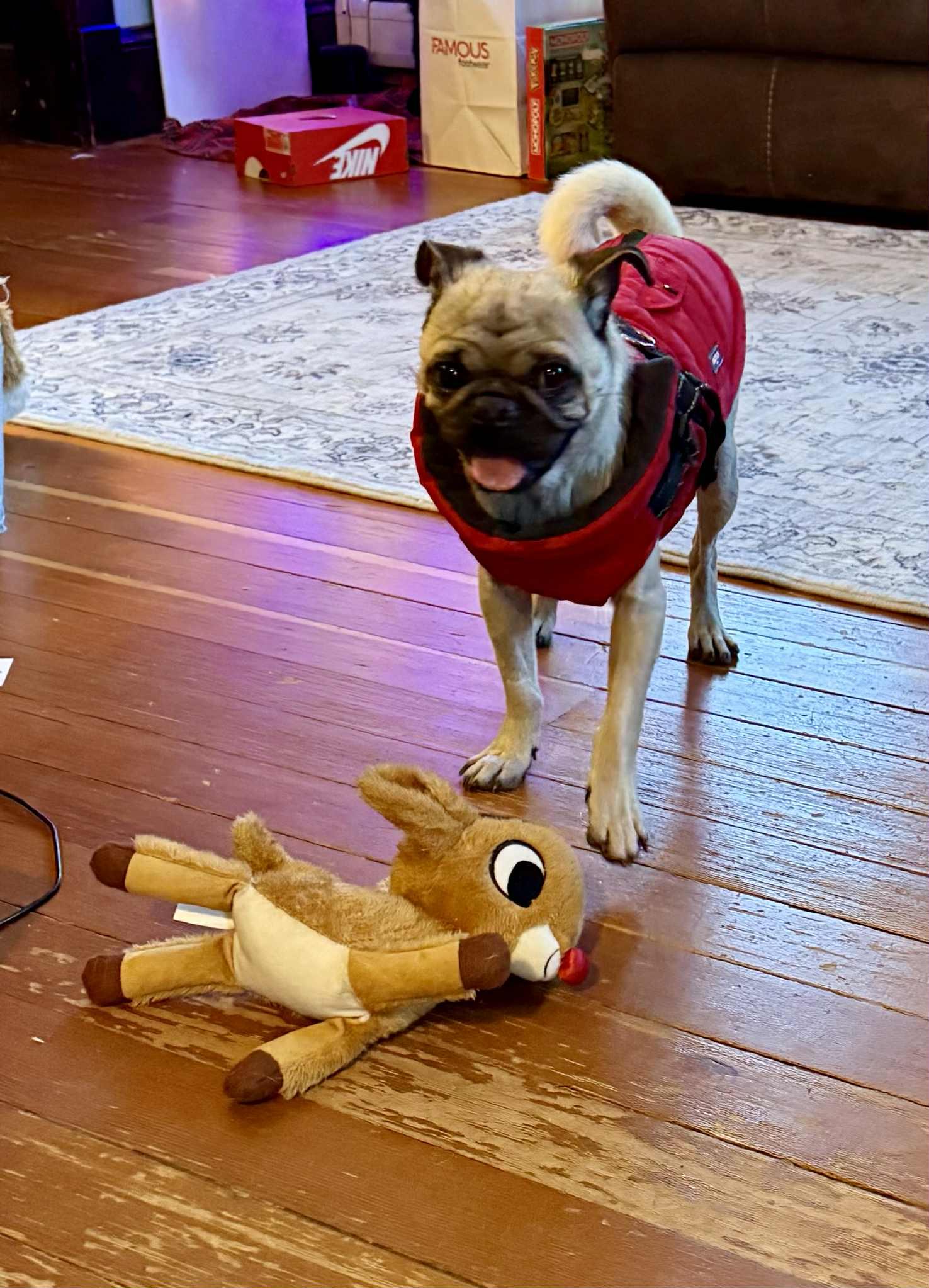 Enlarge Guava, a Adopted Pug in Pelham, MA image 1/3