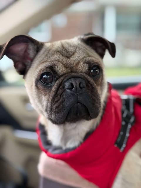 Enlarge Guava, a Adopted Pug in Pelham, MA image 3/3
