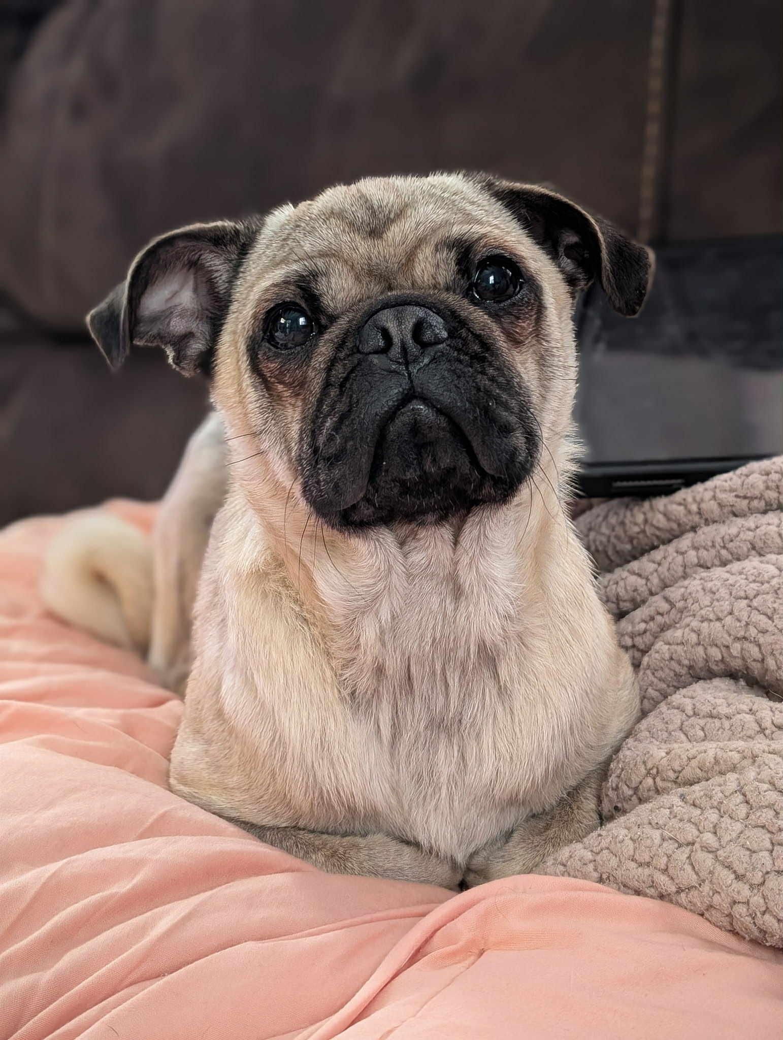 Enlarge Guava, a Adopted Pug in Pelham, MA image 3/3
