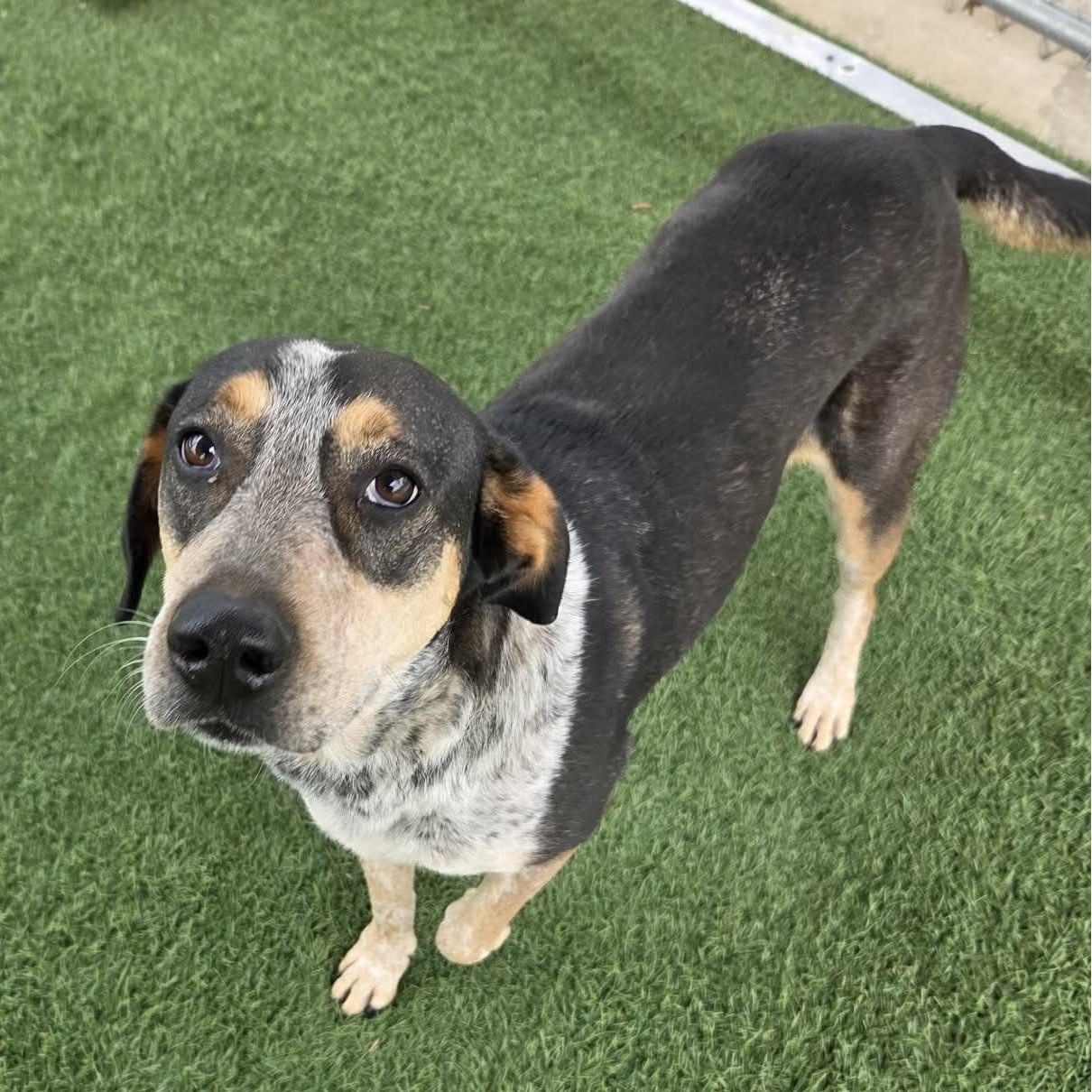 Enlarge Georgia, a ADOPTABLE mixed breed in Sparta, WI image 2/3