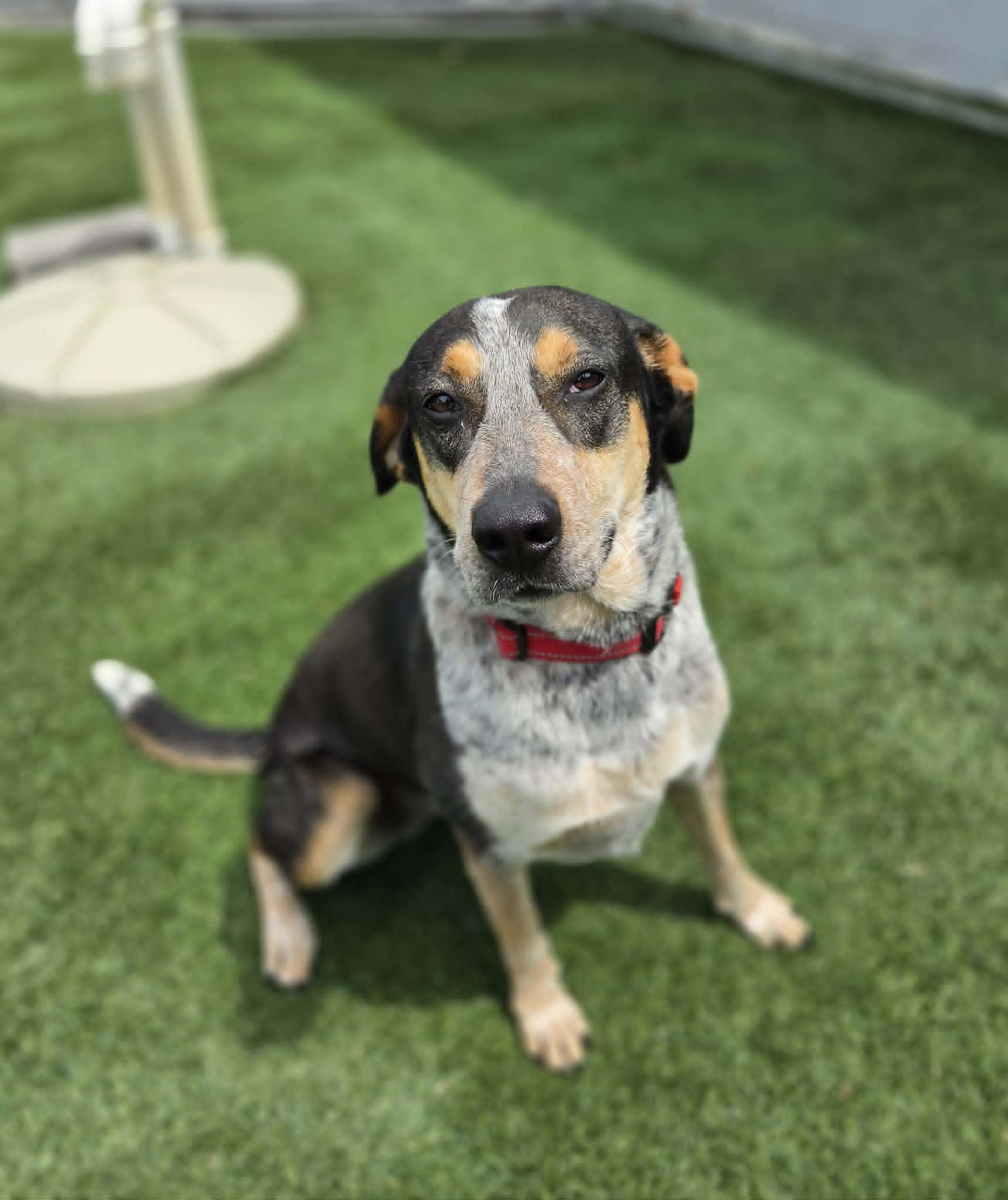 Georgia, ADOPTABLE, Adult Female Hound.