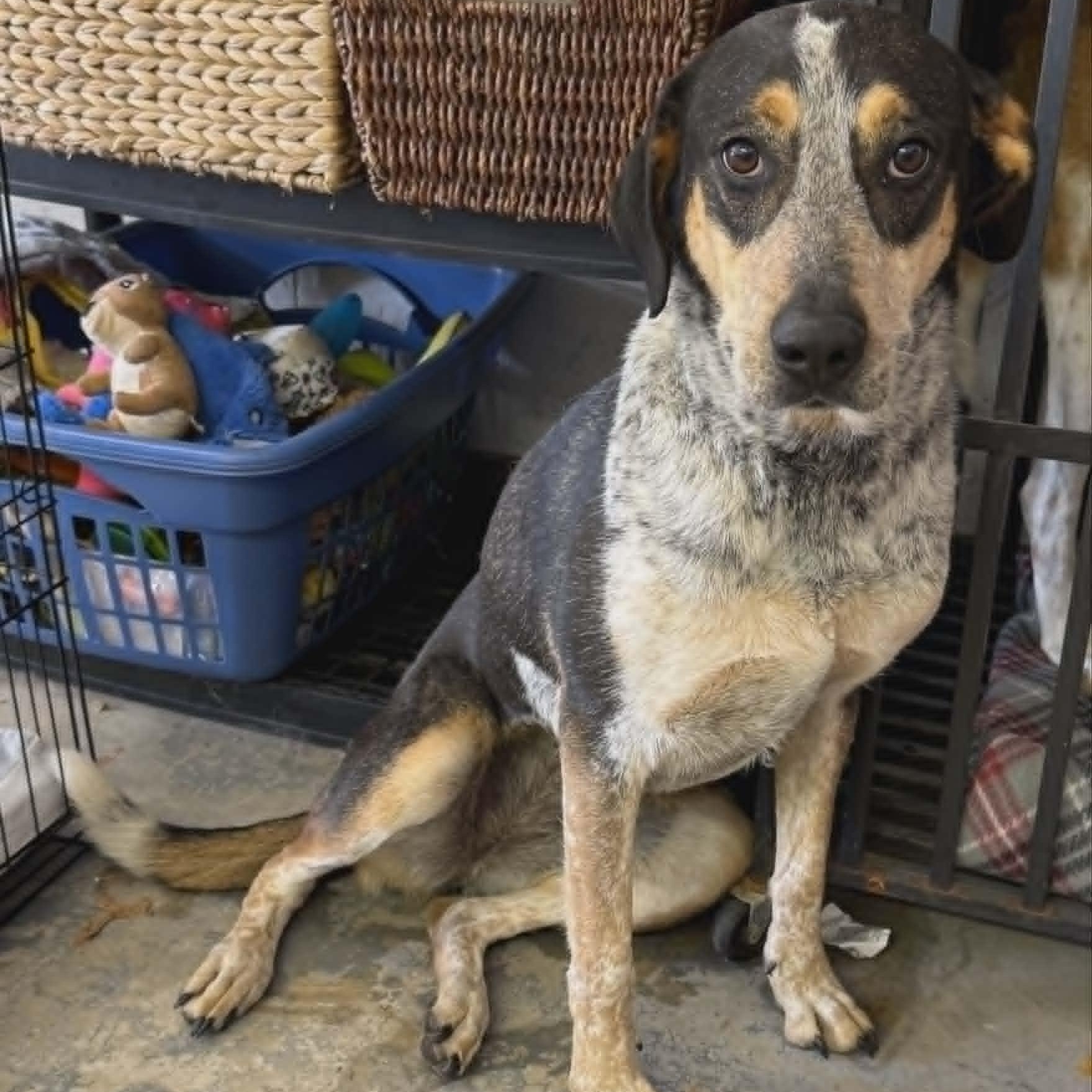 Enlarge Georgia, a ADOPTABLE mixed breed in Sparta, WI image 3/3