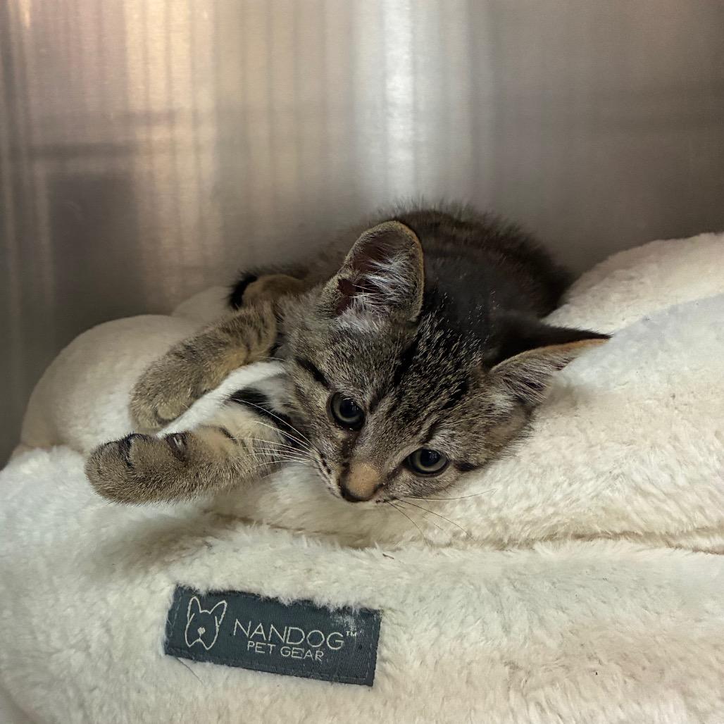 Hershey, Adoptable, Kitten Female American Shorthair.