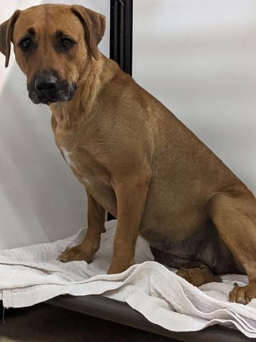 Enlarge Honeybear, a Adoptable mixed breed in Merriam, KS image 1/3