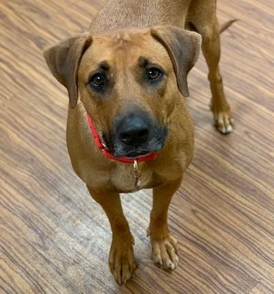 Honeybear, Adoptable, Young Female Black Mouth Cur & Mixed Breed.
