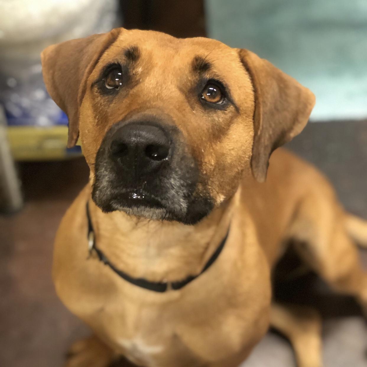 Enlarge Honeybear, a Adoptable mixed breed in Merriam, KS image 2/3