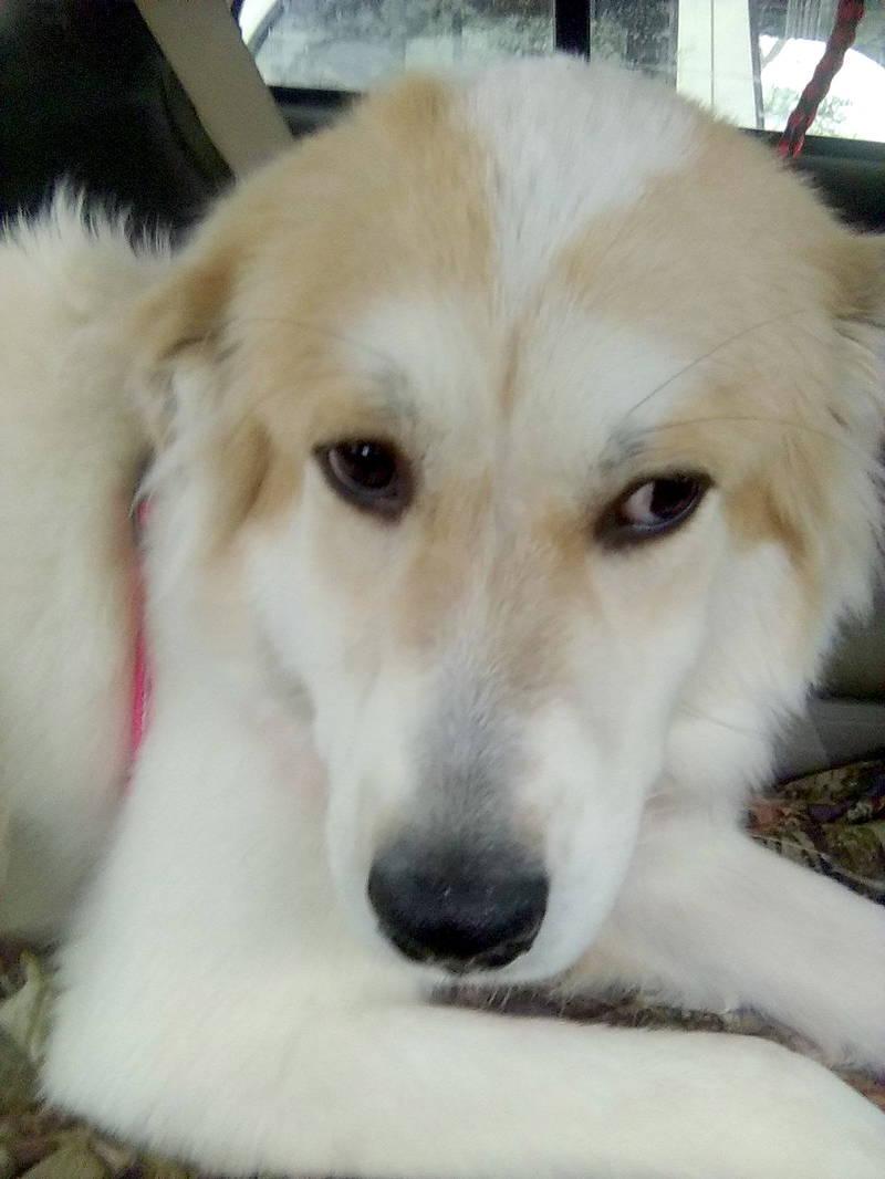 Enlarge Bonita, an adopted Great Pyrenees in Spring, TX image 4/5