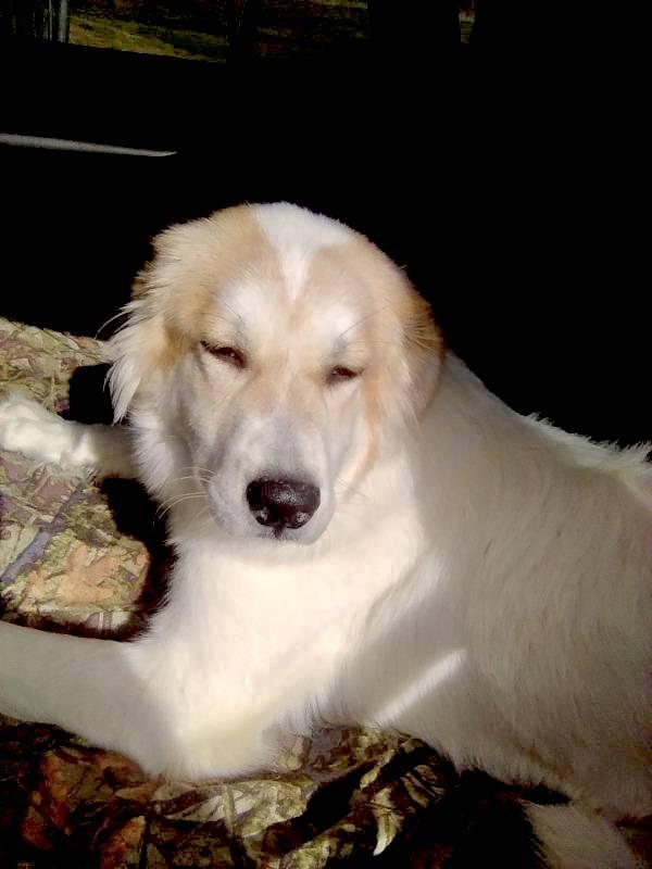 Enlarge Bonita, an adopted Great Pyrenees in Spring, TX image 5/5