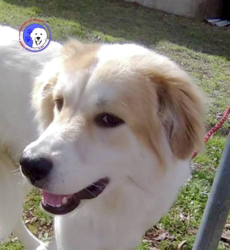 Enlarge Bonita, an adopted Great Pyrenees in Spring, TX image 1/5