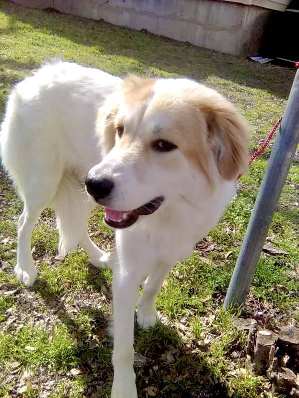Enlarge Bonita, an adopted Great Pyrenees in Spring, TX image 2/5