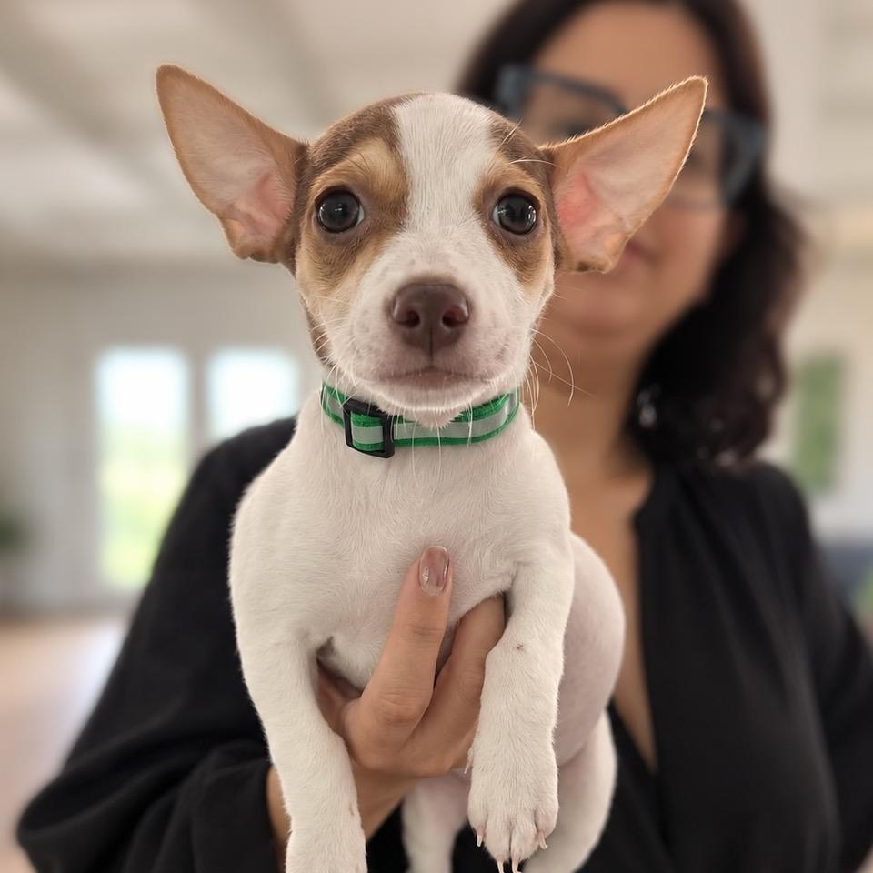 Toffee, Adoptable, Puppy Male American Staffordshire Terrier & Chihuahua.