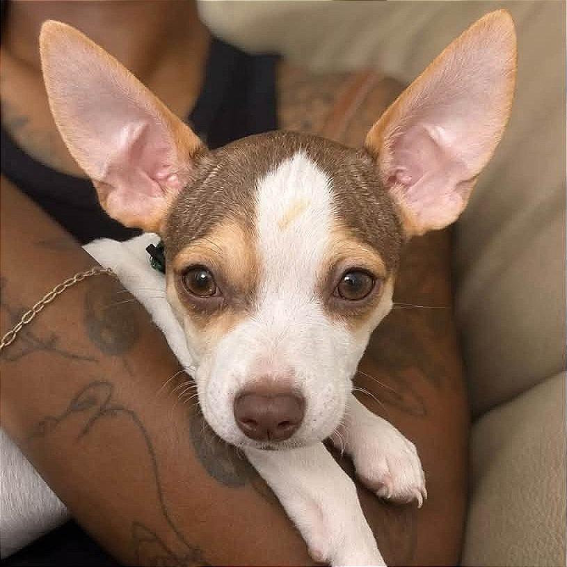 Enlarge Toffee, a Adoptable mixed breed in Tampa, FL image 2/2