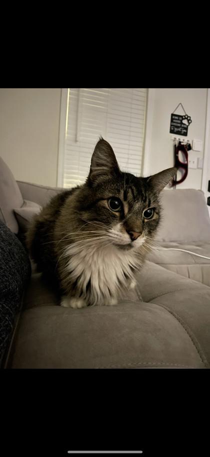 Tigger — thumbnail 2