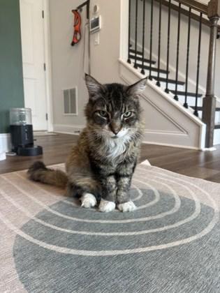 Tigger — thumbnail 3