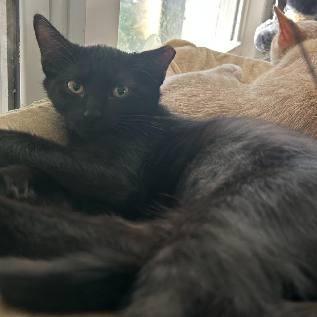 Zoey, Adoptable, Kitten Female Domestic Short Hair.