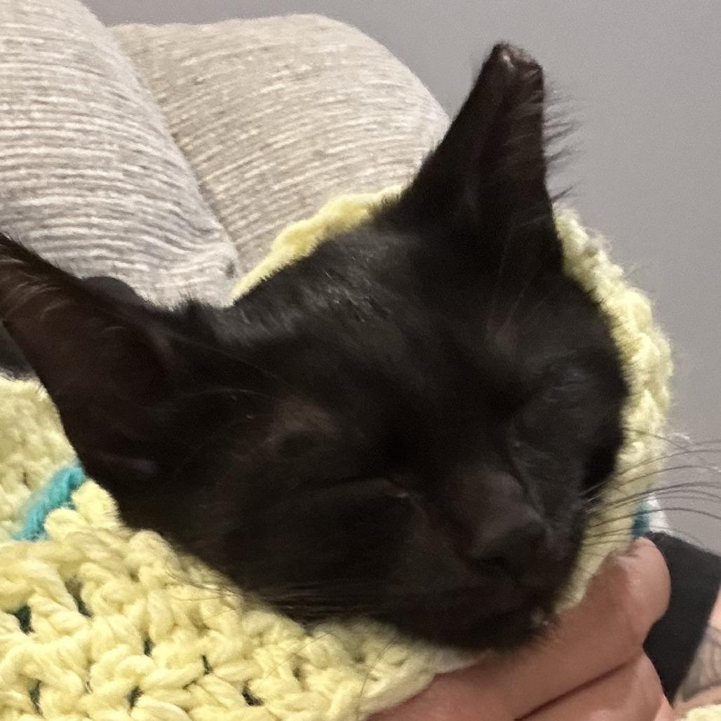 Enlarge Zoey, a Adoptable Domestic Short Hair in Overland Park, KS image 2/2