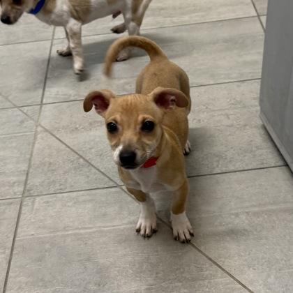 Chelsea, Adoptable, Young Female Chihuahua & Mixed Breed.