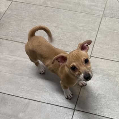 Enlarge Chelsea, a Adoptable mixed breed in San Francisco, CA image 2/3