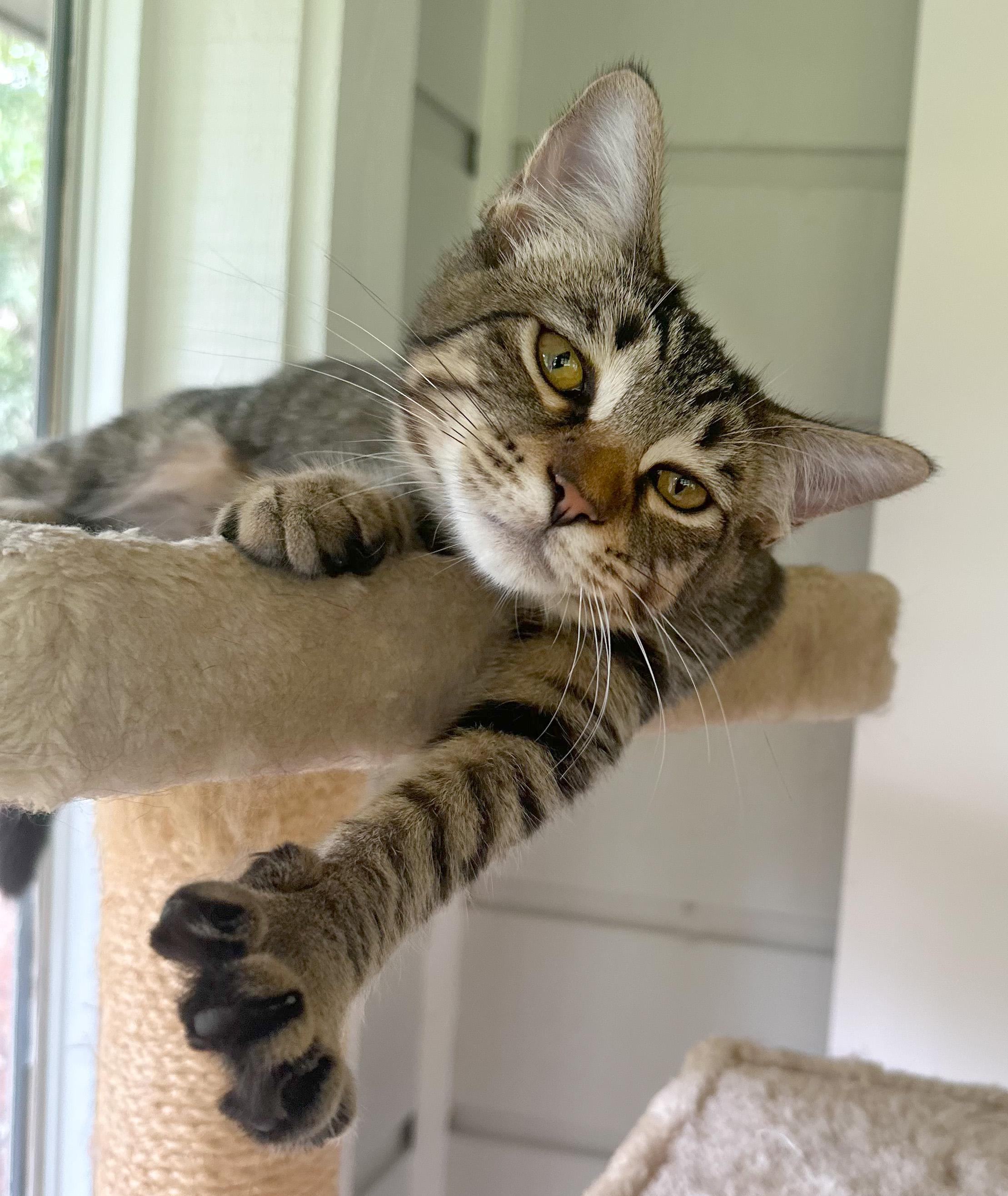 Molly - ADOPTION PENDING!, adopted, Young Female American Shorthair & Tabby.