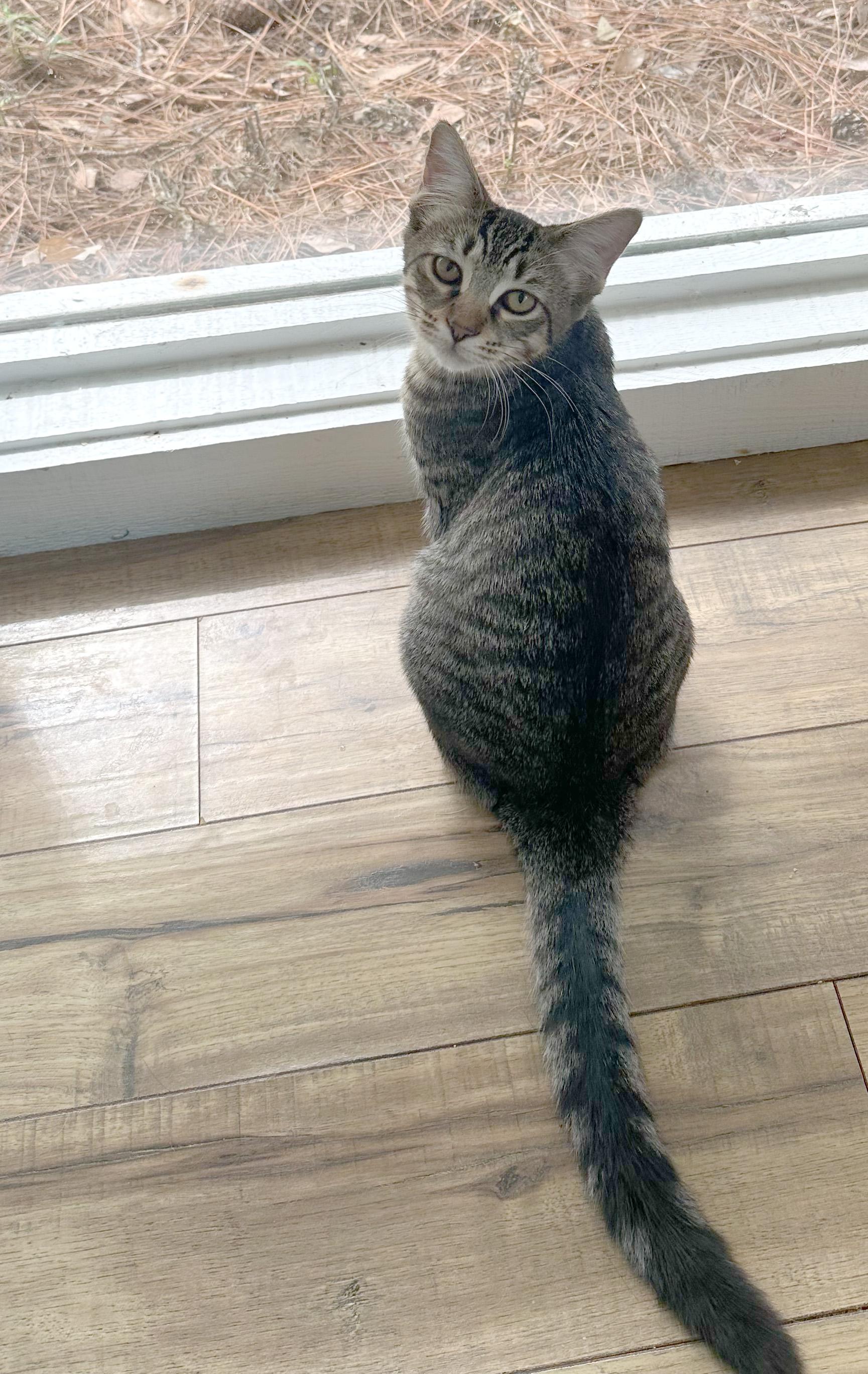 Enlarge Molly - ADOPTION PENDING!, an adopted mixed breed in Hilton Head Island, SC image 2/2