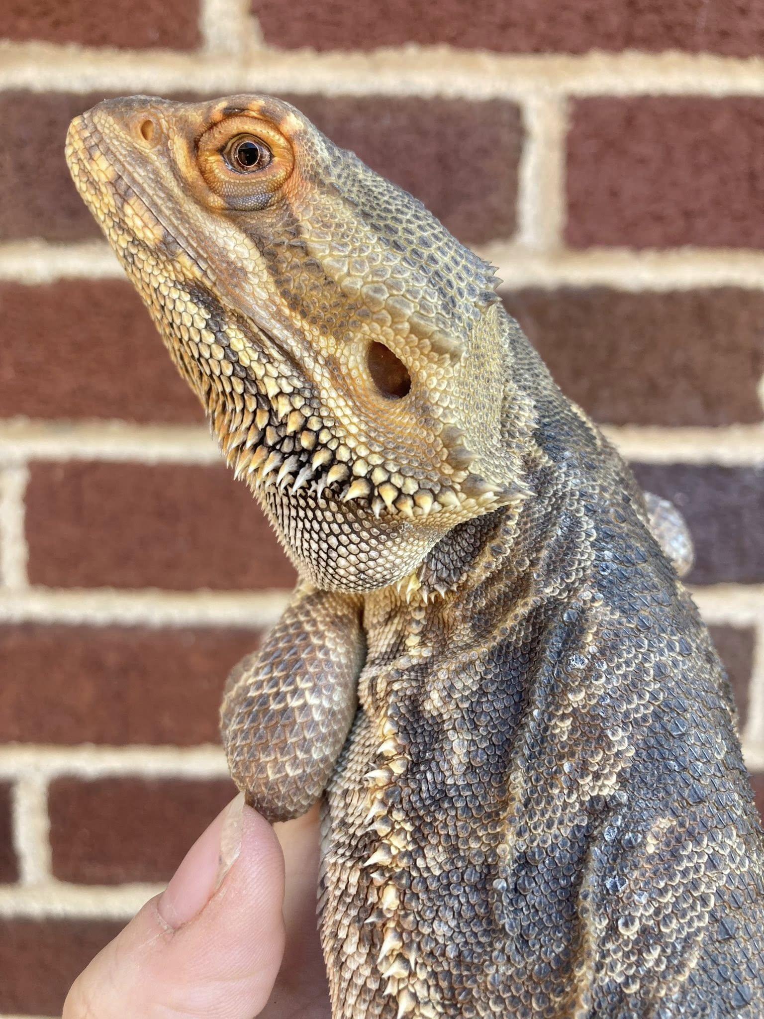 Max, a ADOPTABLE Bearded Dragon in Palmerton, PA image 4/4