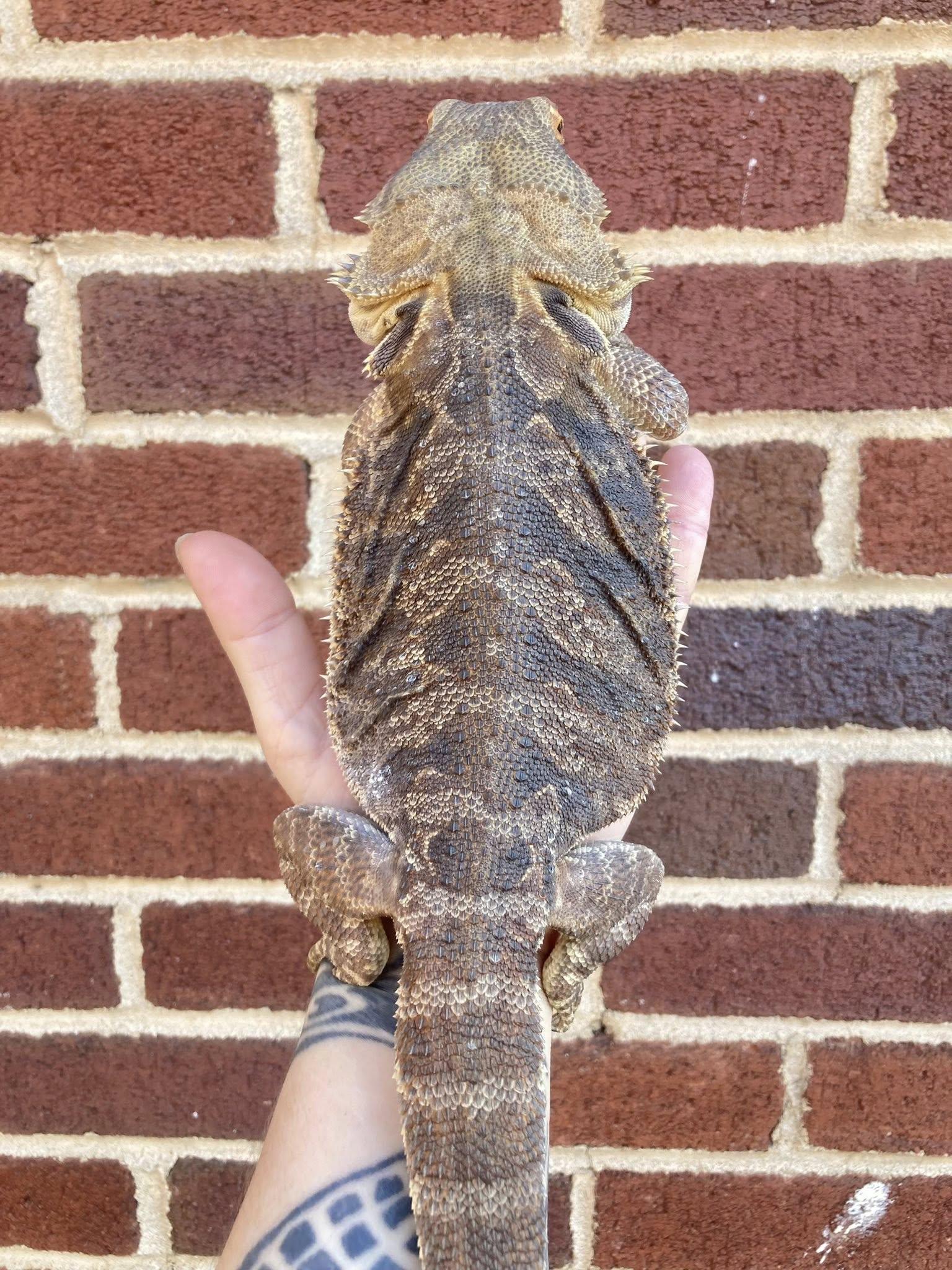 Max, a ADOPTABLE Bearded Dragon in Palmerton, PA image 2/4