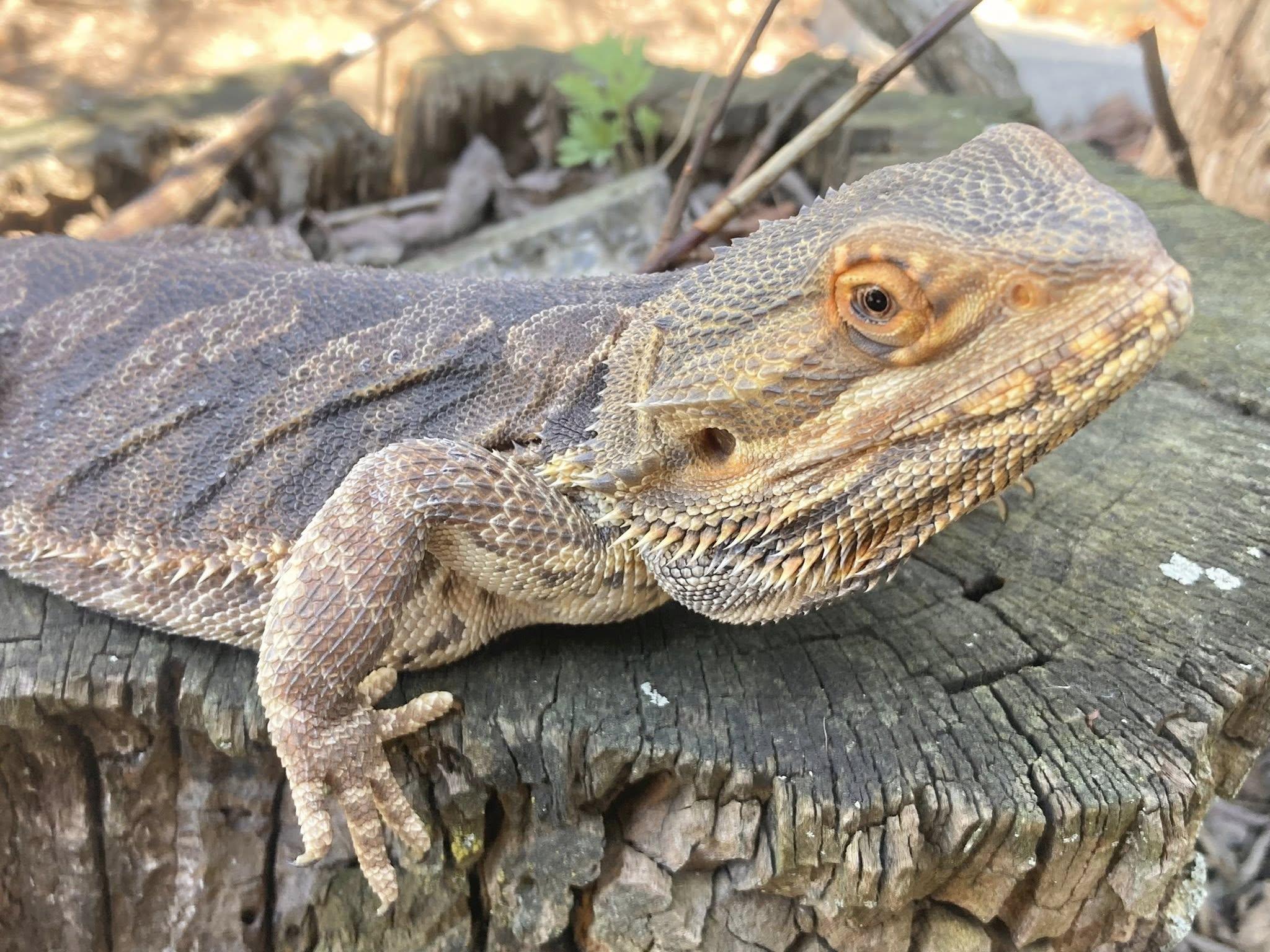 Max, a ADOPTABLE Bearded Dragon in Palmerton, PA image 3/4