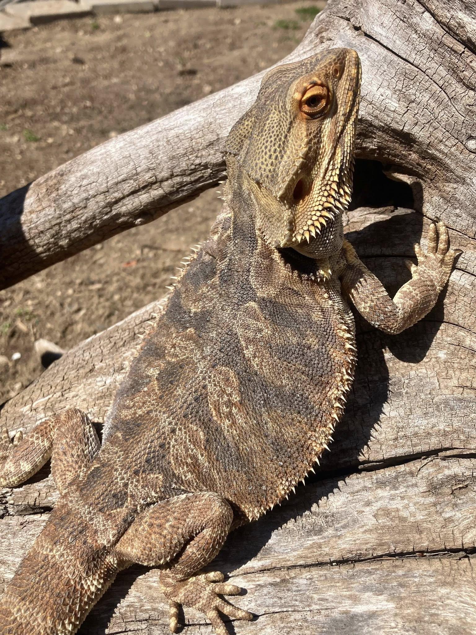 Max, ADOPTABLE, Young Male Bearded Dragon.