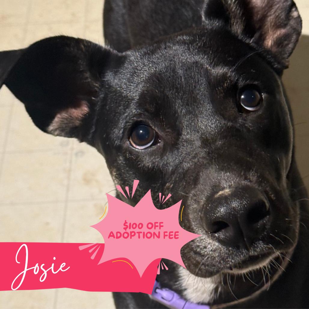 Josie, a Adoptable mixed breed in Chattanooga, TN image 1/3